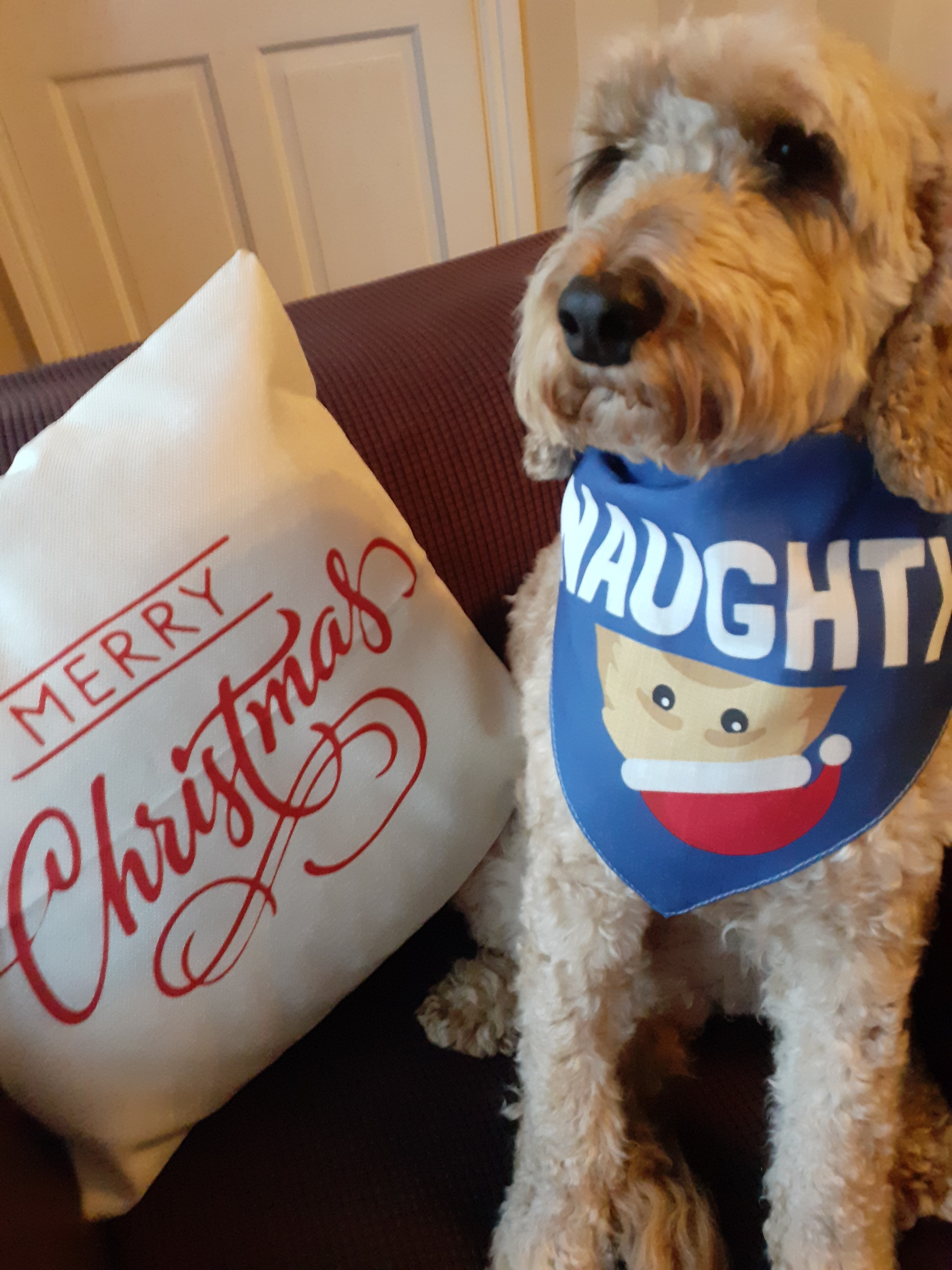 Customer photo of Naughty: Personalized Lhasapoo Bandana