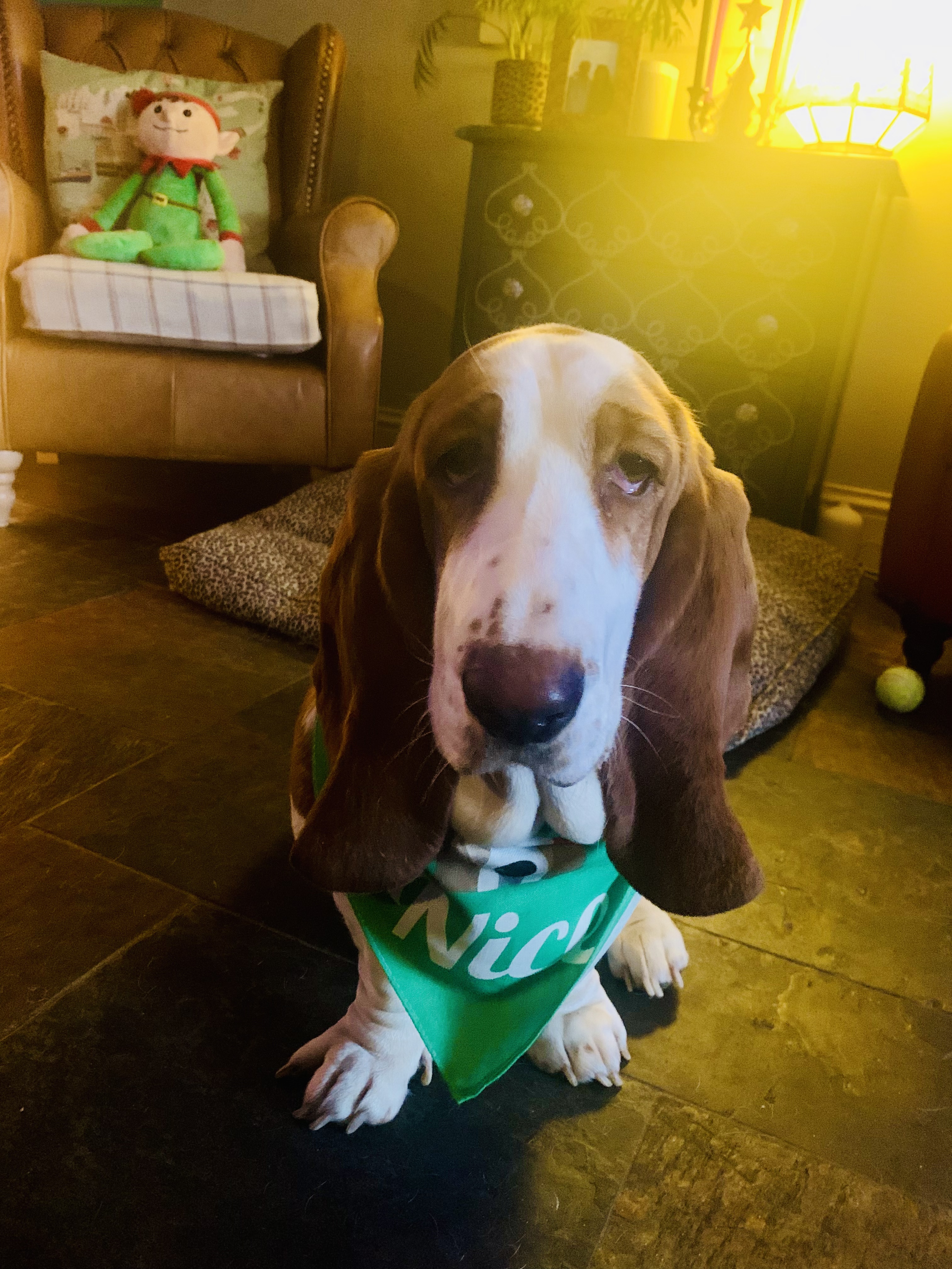 Customer photo of Nice: Personalized Peek-a-poo Bandana