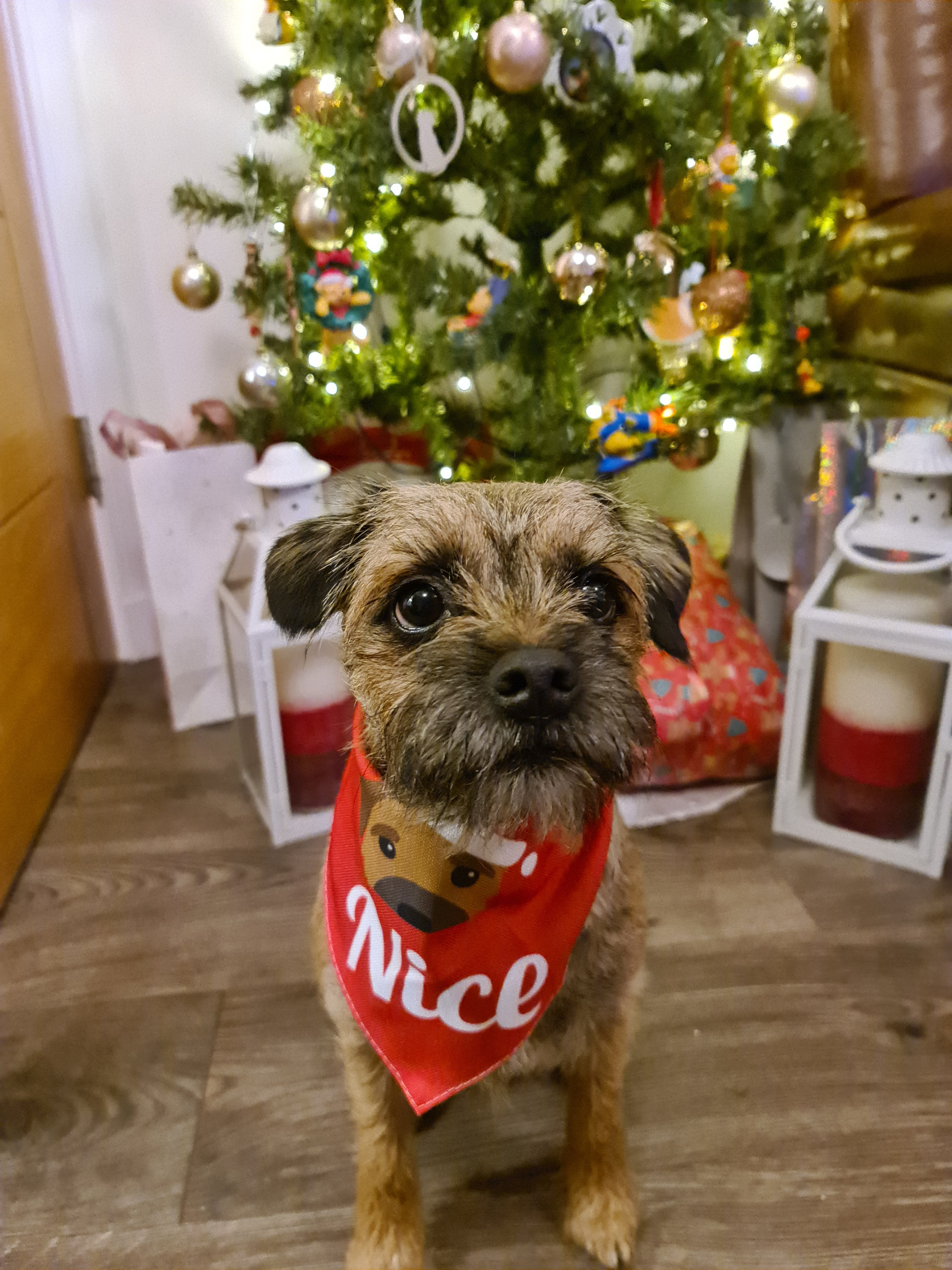 Customer photo of Nice: Personalized Peek-a-poo Bandana