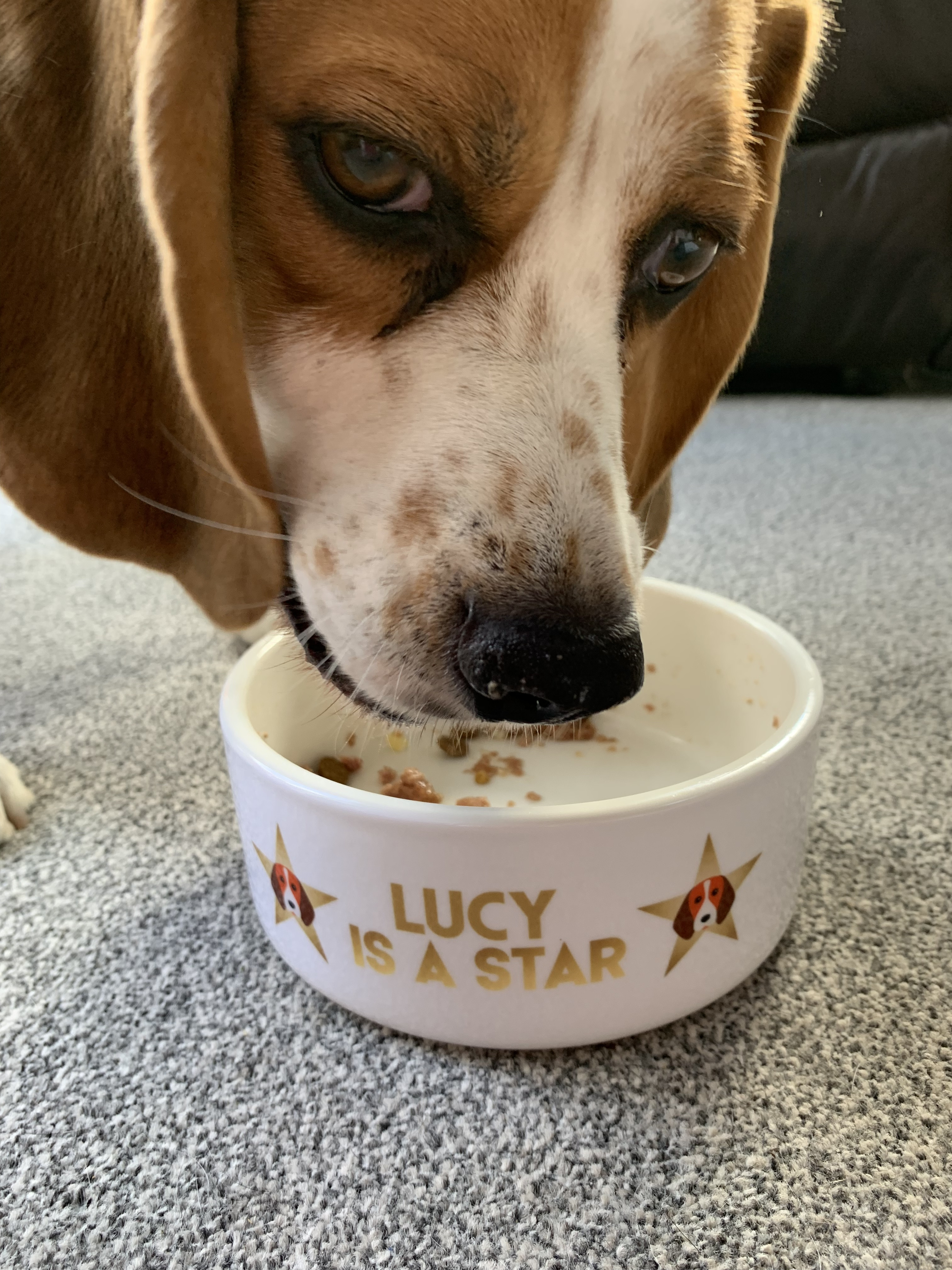 Customer photo of 'Dog is a Star' - Personalized Dog Bowl for your Plott Hound