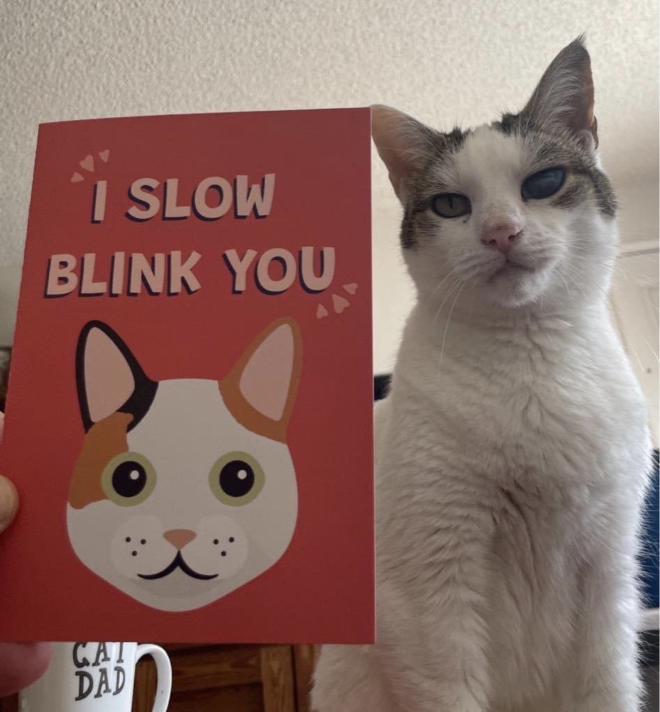 Customer photo of I Slow Blink You: Personalised Birman Card