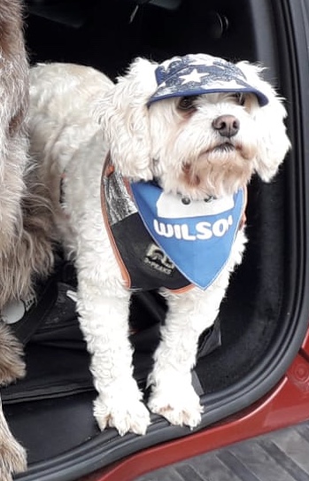 Customer photo of 'Peeking Name' - Personalized Lhasapoo Bandana