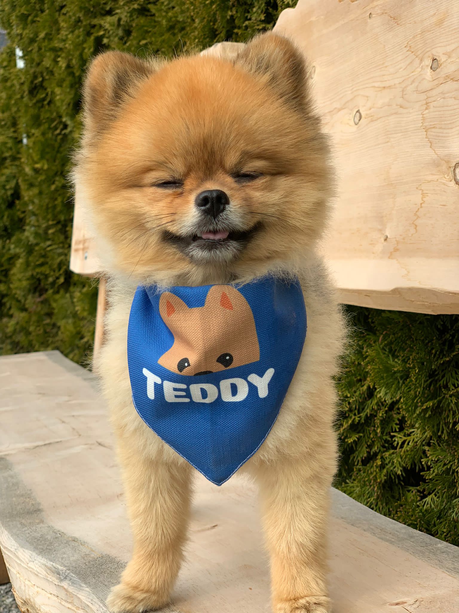 Customer photo of 'Peeking Name' - Personalized Lhasapoo Bandana