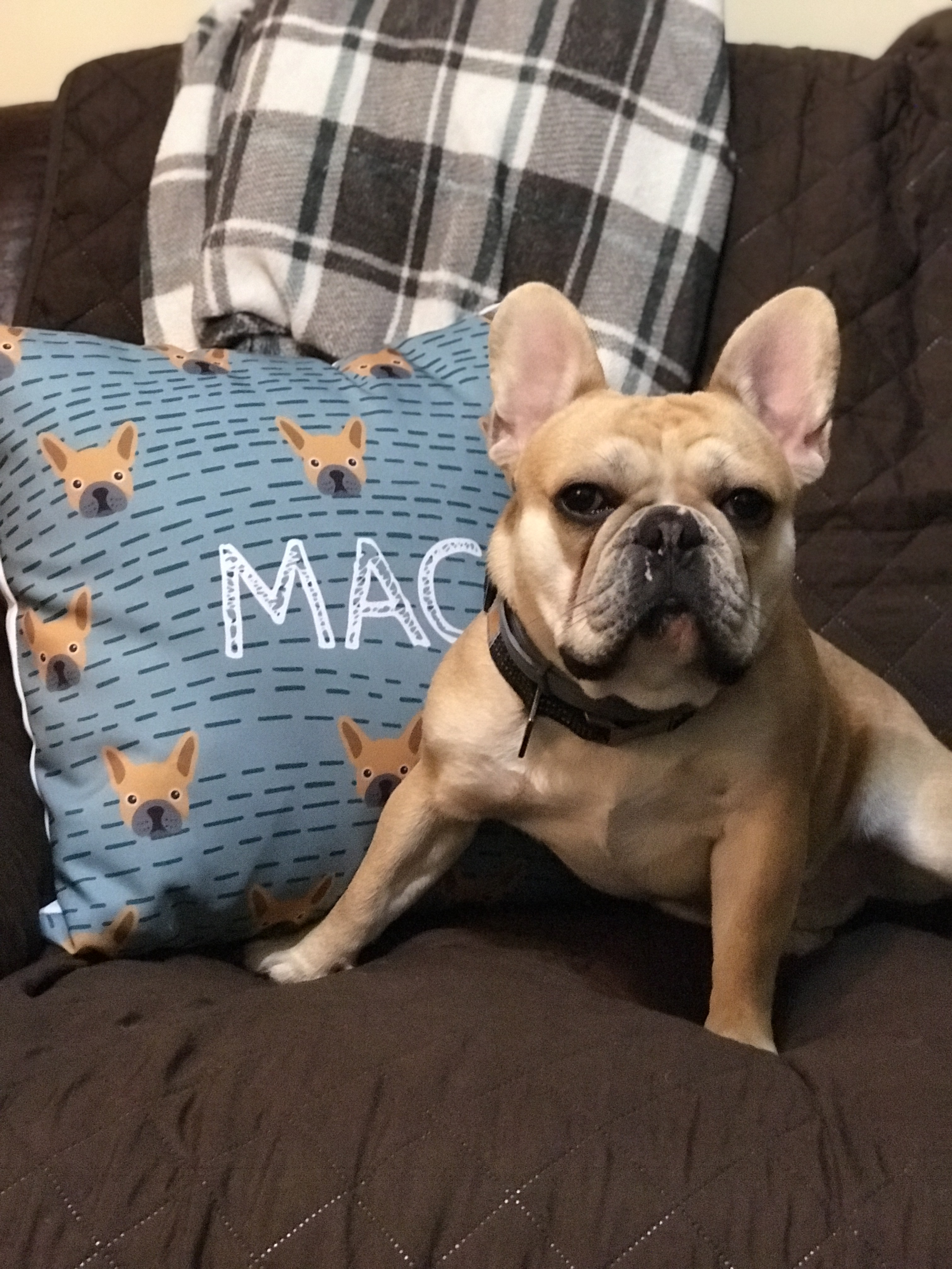 Customer photo of German Wirehaired Pointer Icon Pattern: Personalized Soft Touch Pillow