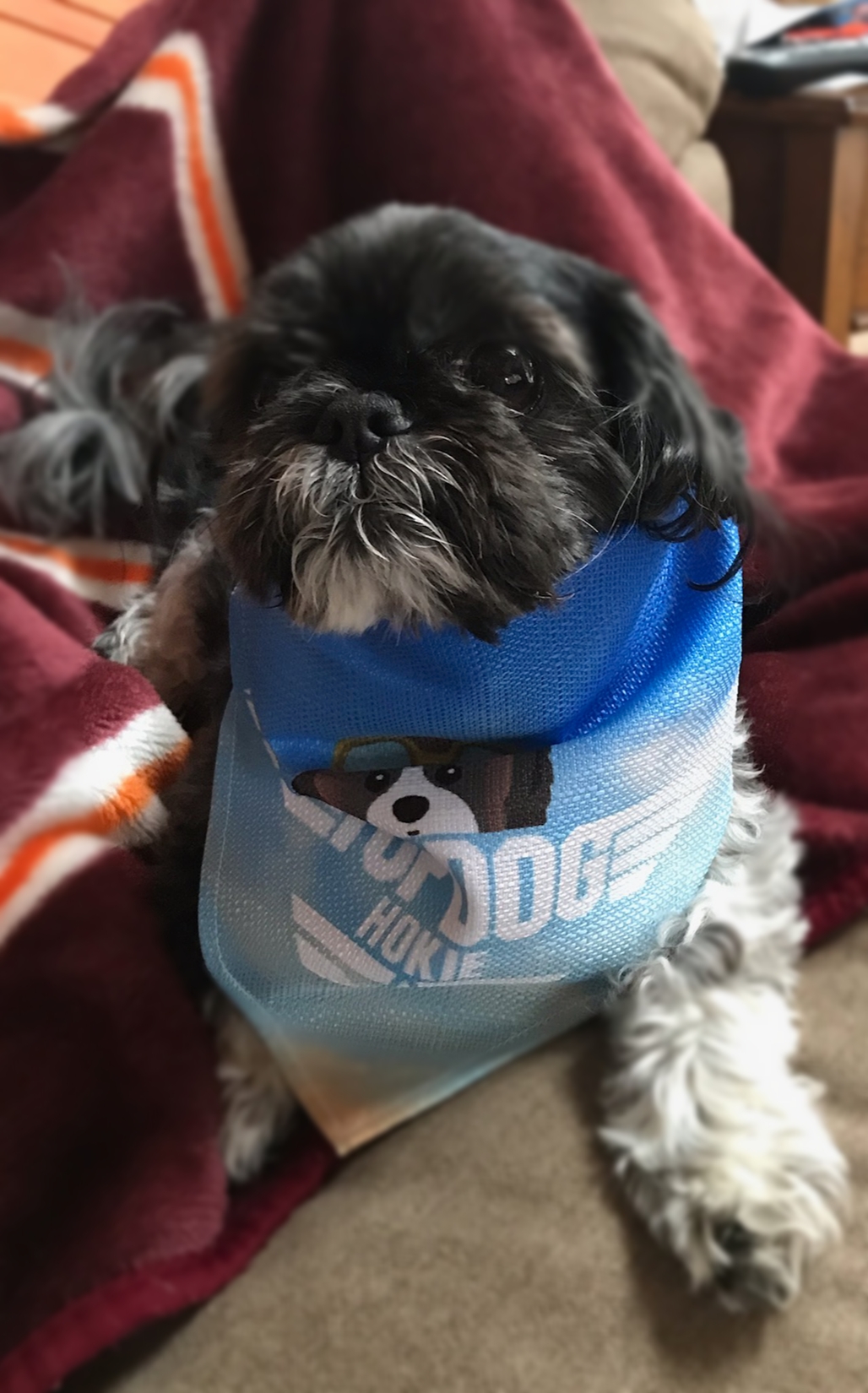 Customer photo of Top Dog: Personalized Lhasapoo Bandana