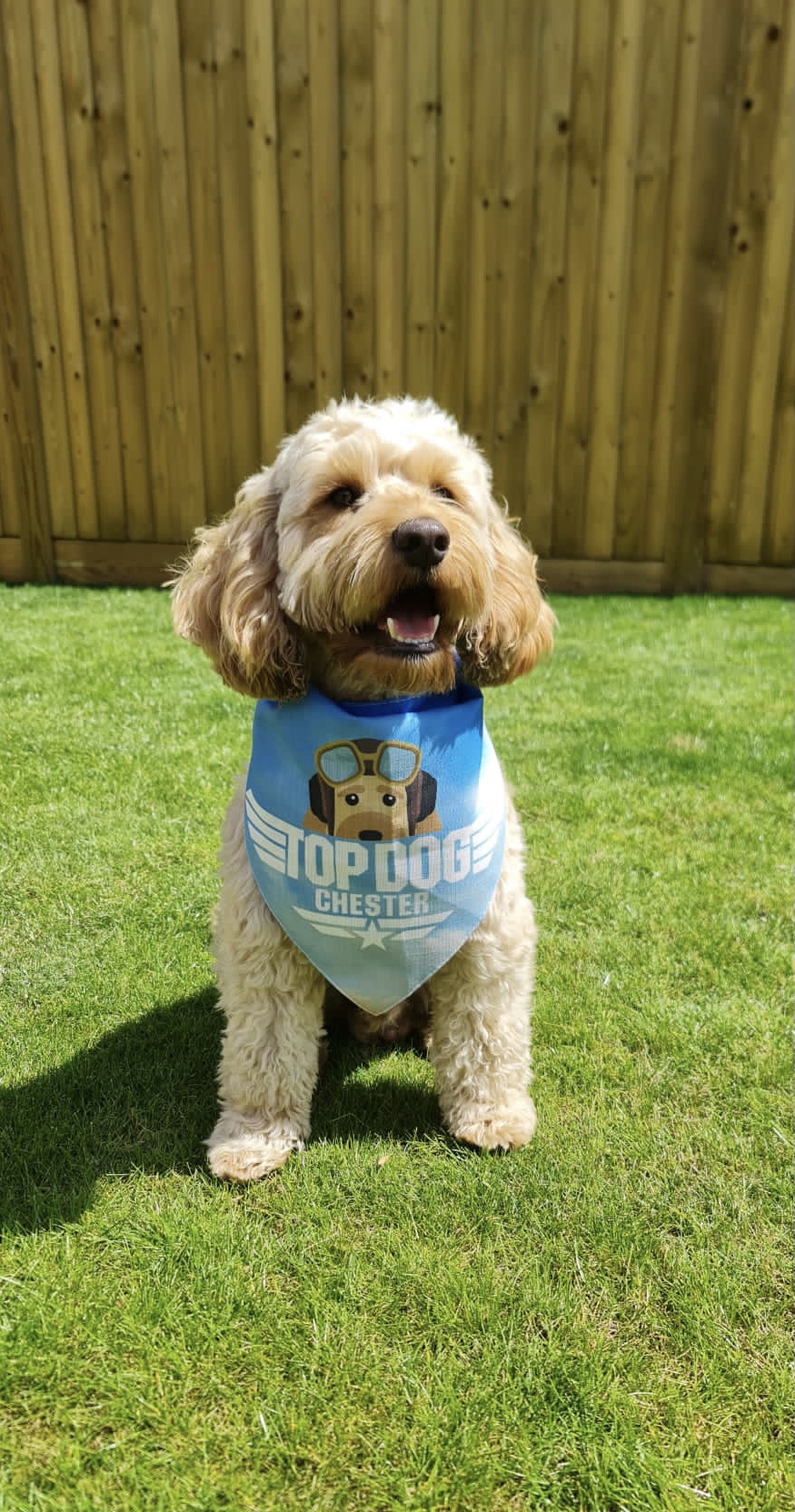 Customer photo of Top Dog: Personalized Lhasapoo Bandana