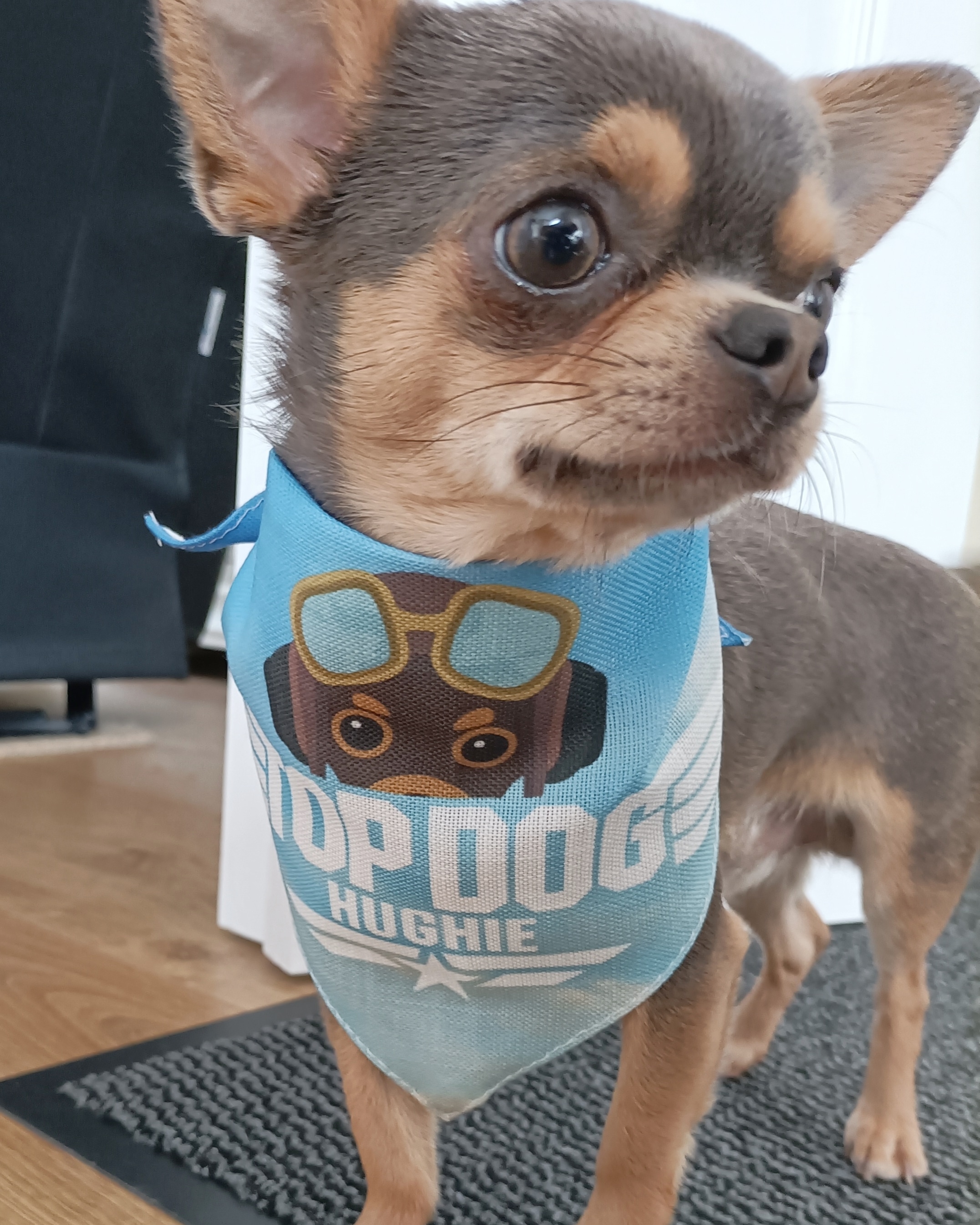 Customer photo of Top Dog: Personalized Lhasapoo Bandana