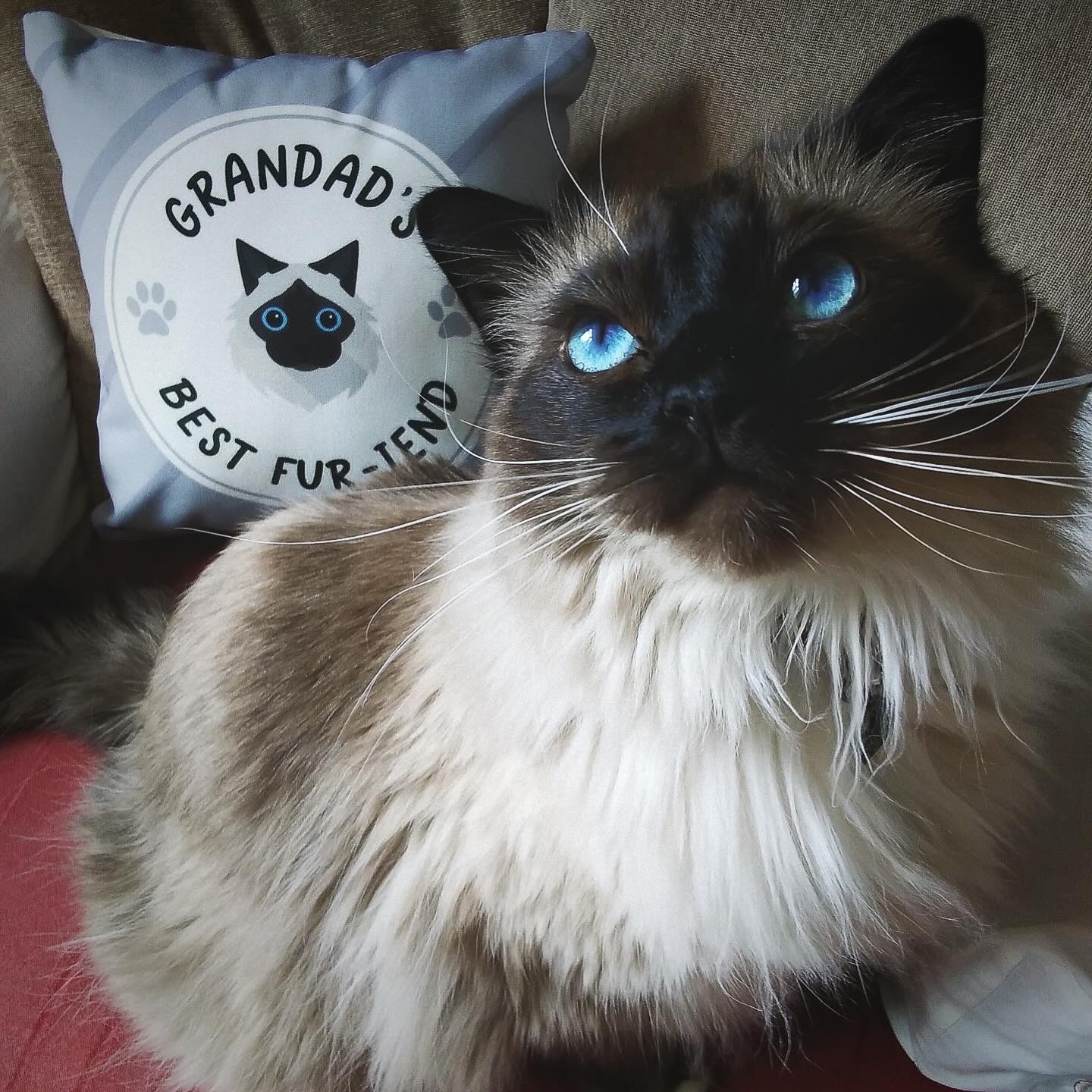 Customer photo of Grandad's Best Fur-iend: Personalised Ashera Cushion