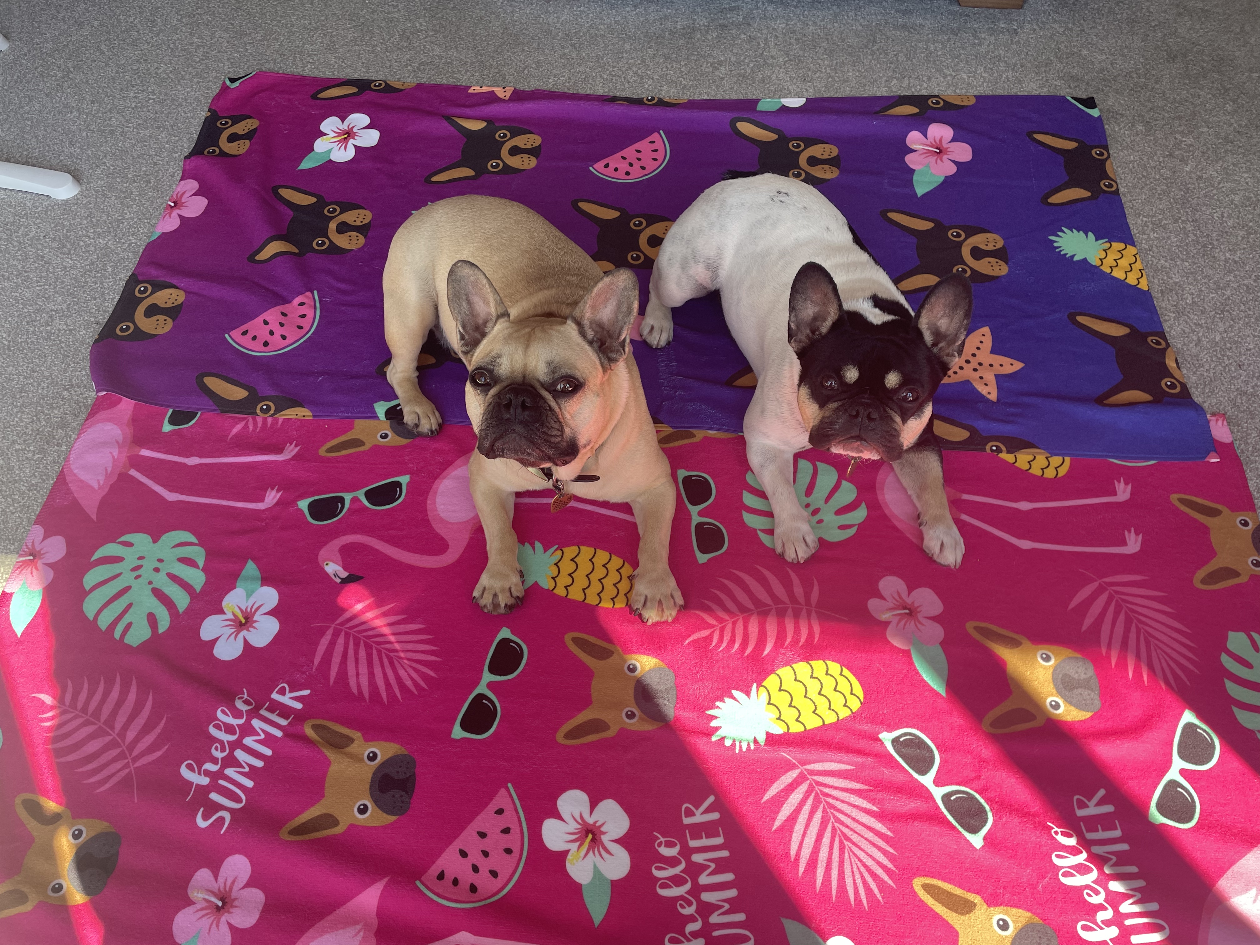 Customer photo of Tropical Pattern: Personalised Dog Towel