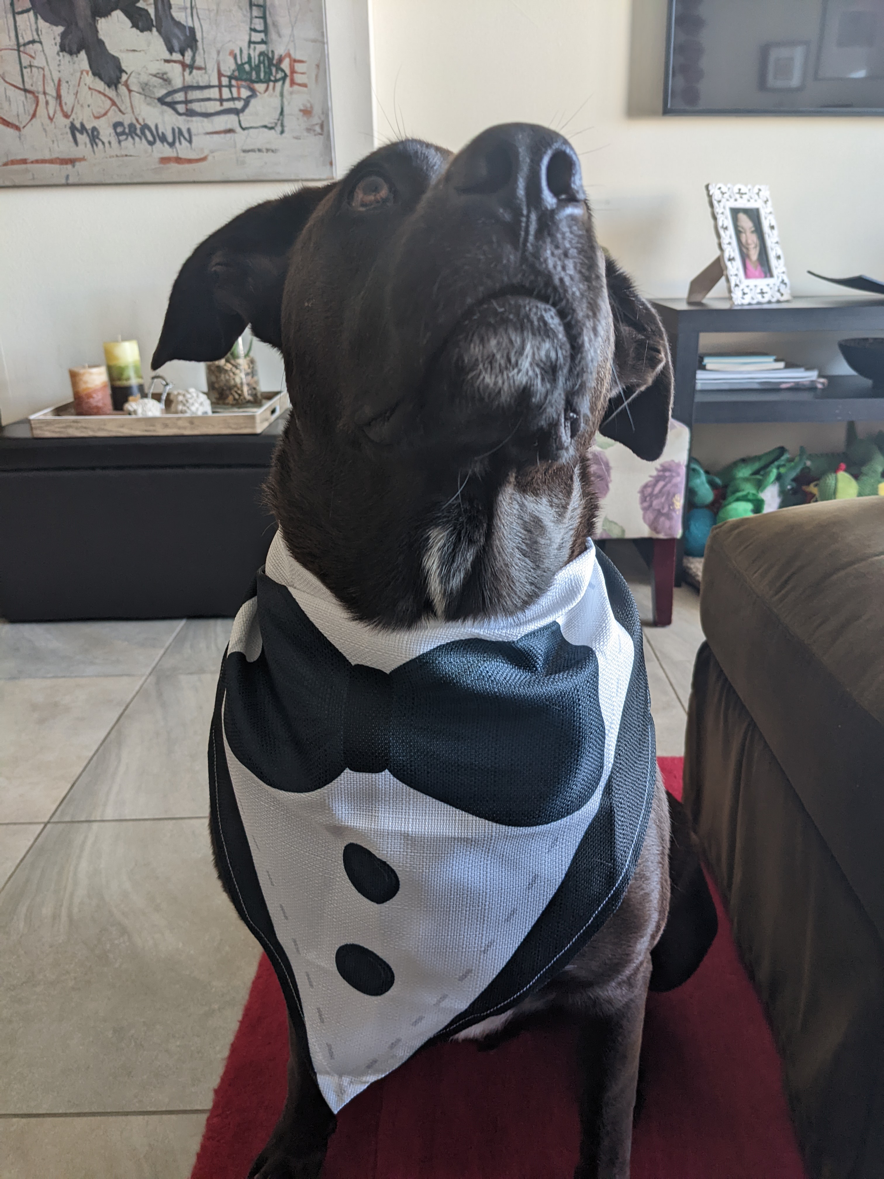 Customer photo of Tuxedo: Personalized Peek-a-poo Bandana