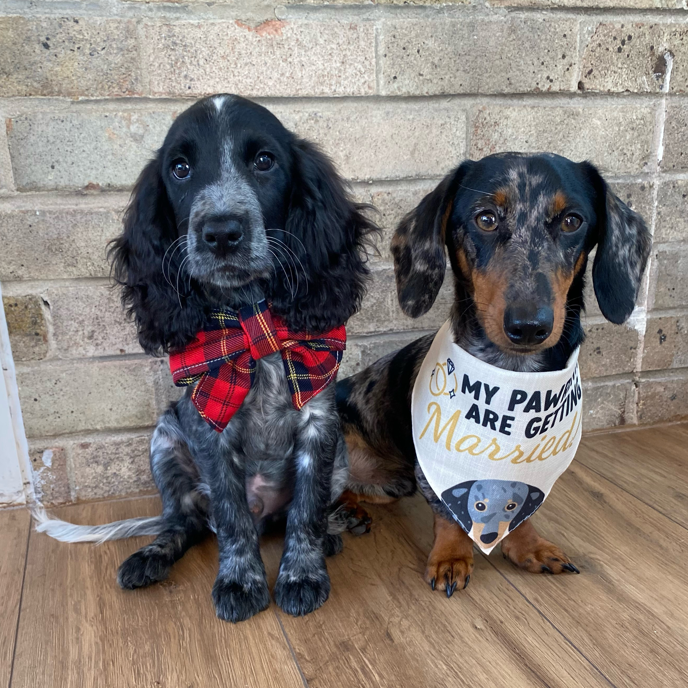 Customer photo of My Pawrents Are Getting Married: Personalized Pointer Bandana
