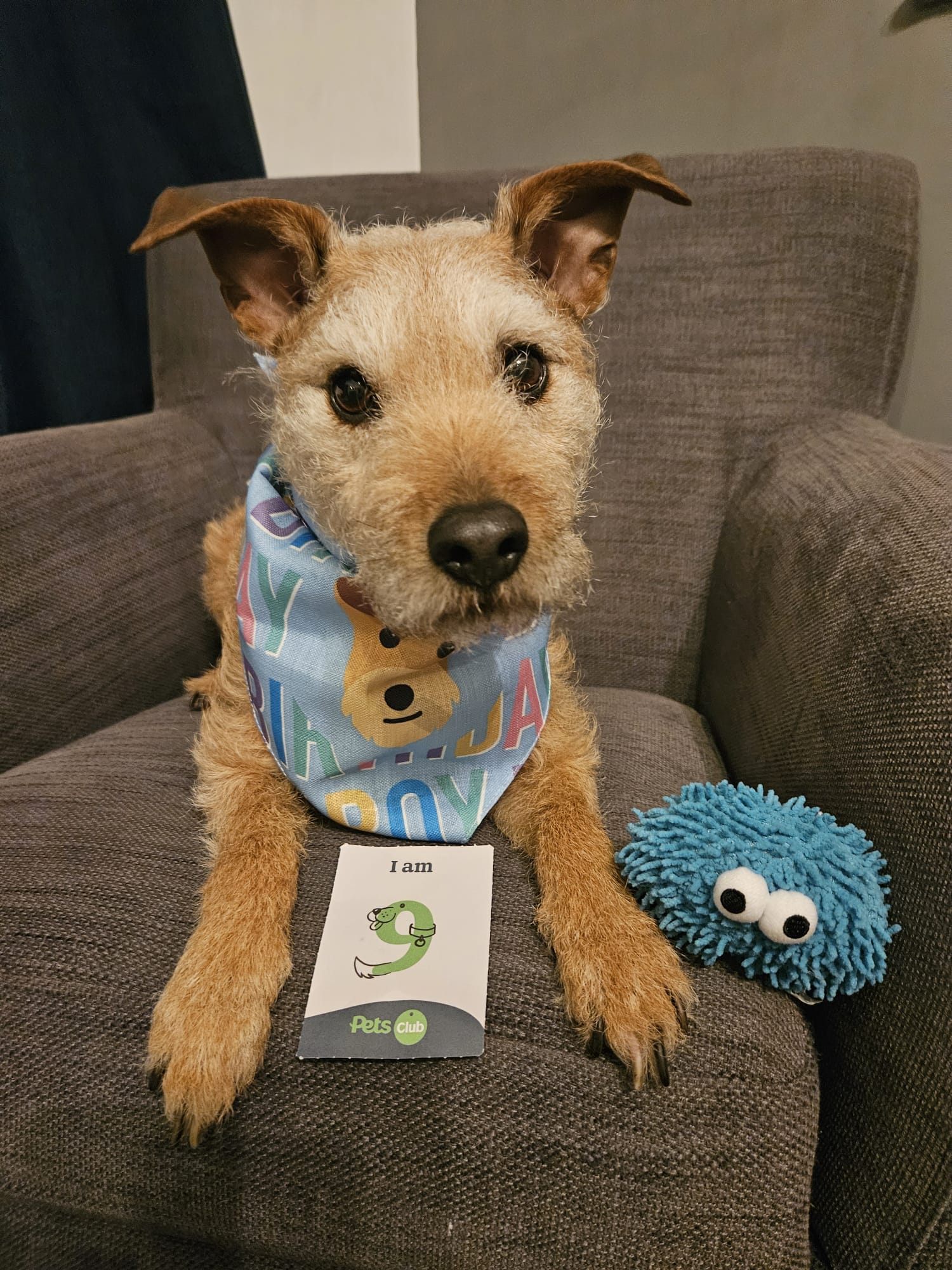 Customer photo of Birthday Boy Pattern: Personalized German Wirehaired Pointer Bandana