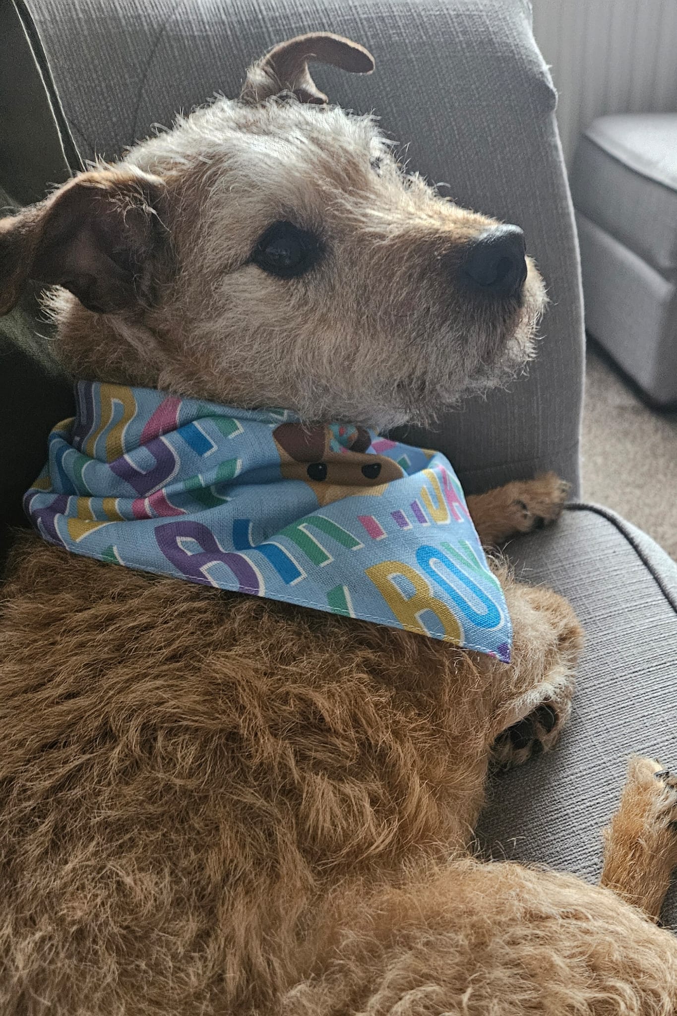 Customer photo of Birthday Boy Pattern: Personalized German Wirehaired Pointer Bandana