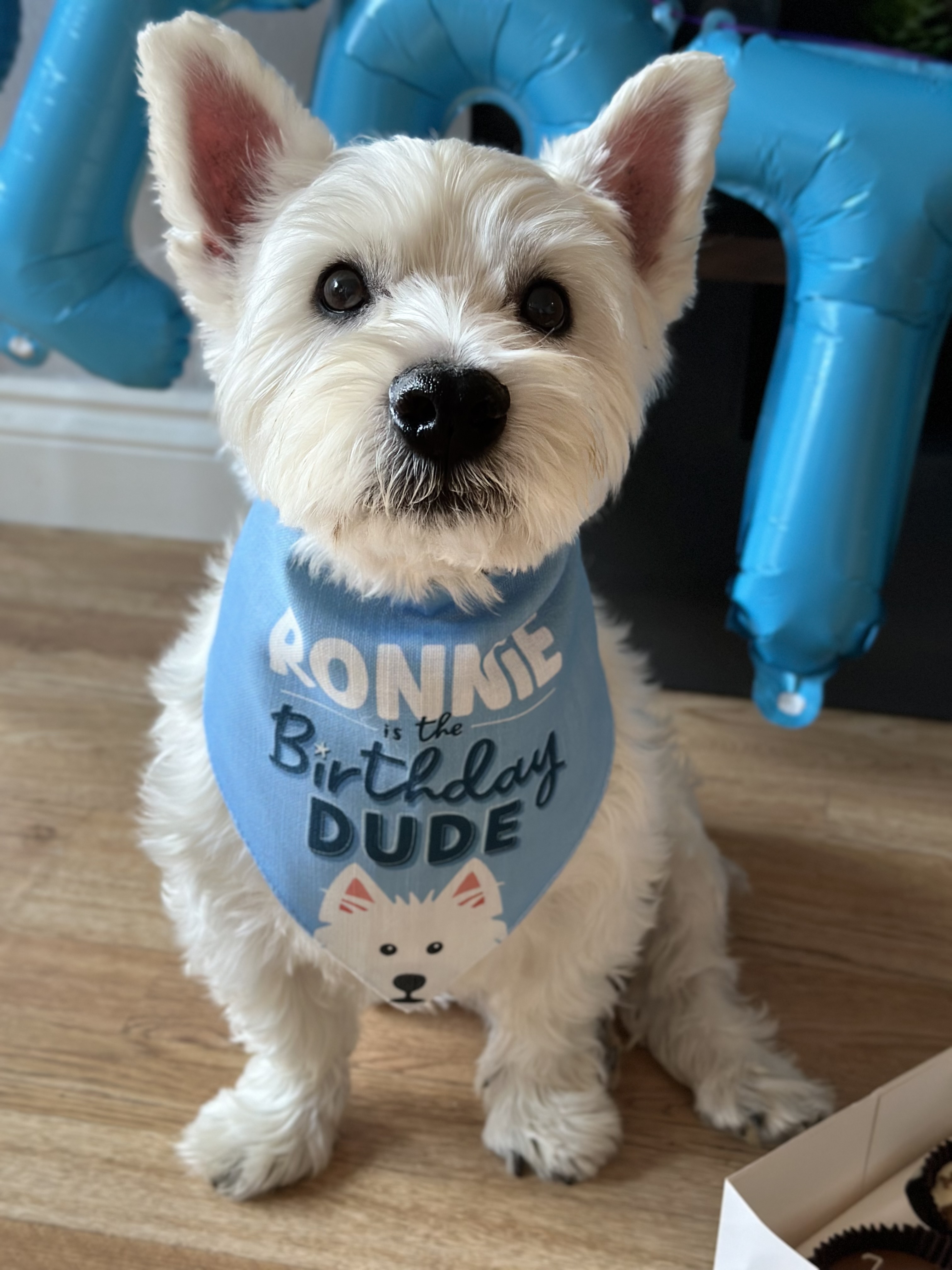 Customer photo of Birthday Dude: Personalized Plott Hound Bandana