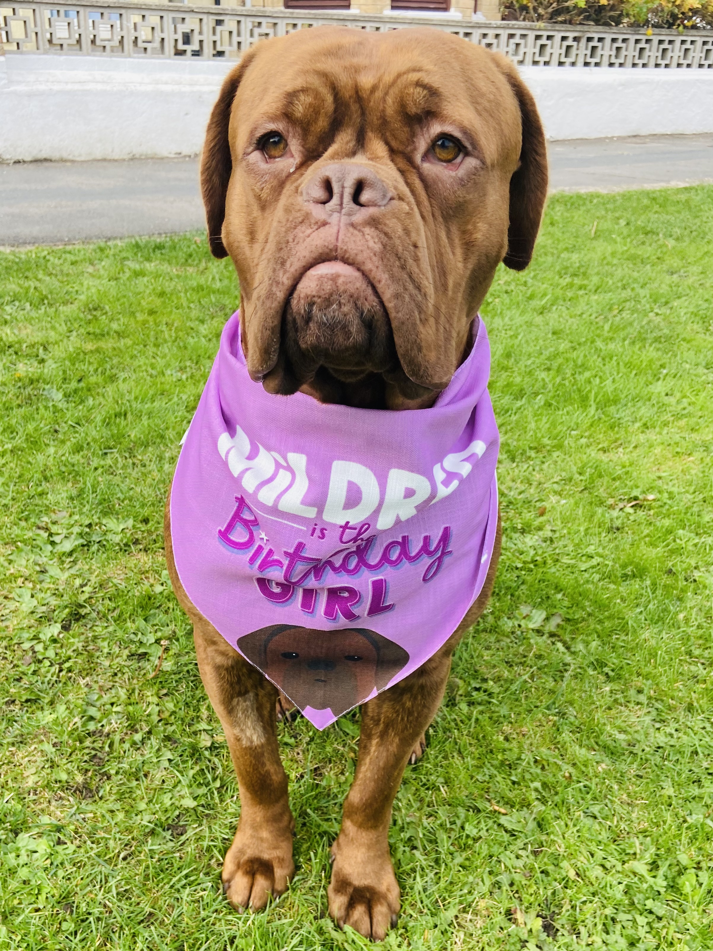 Customer photo of Birthday Girl: Personalized Plott Hound Bandana