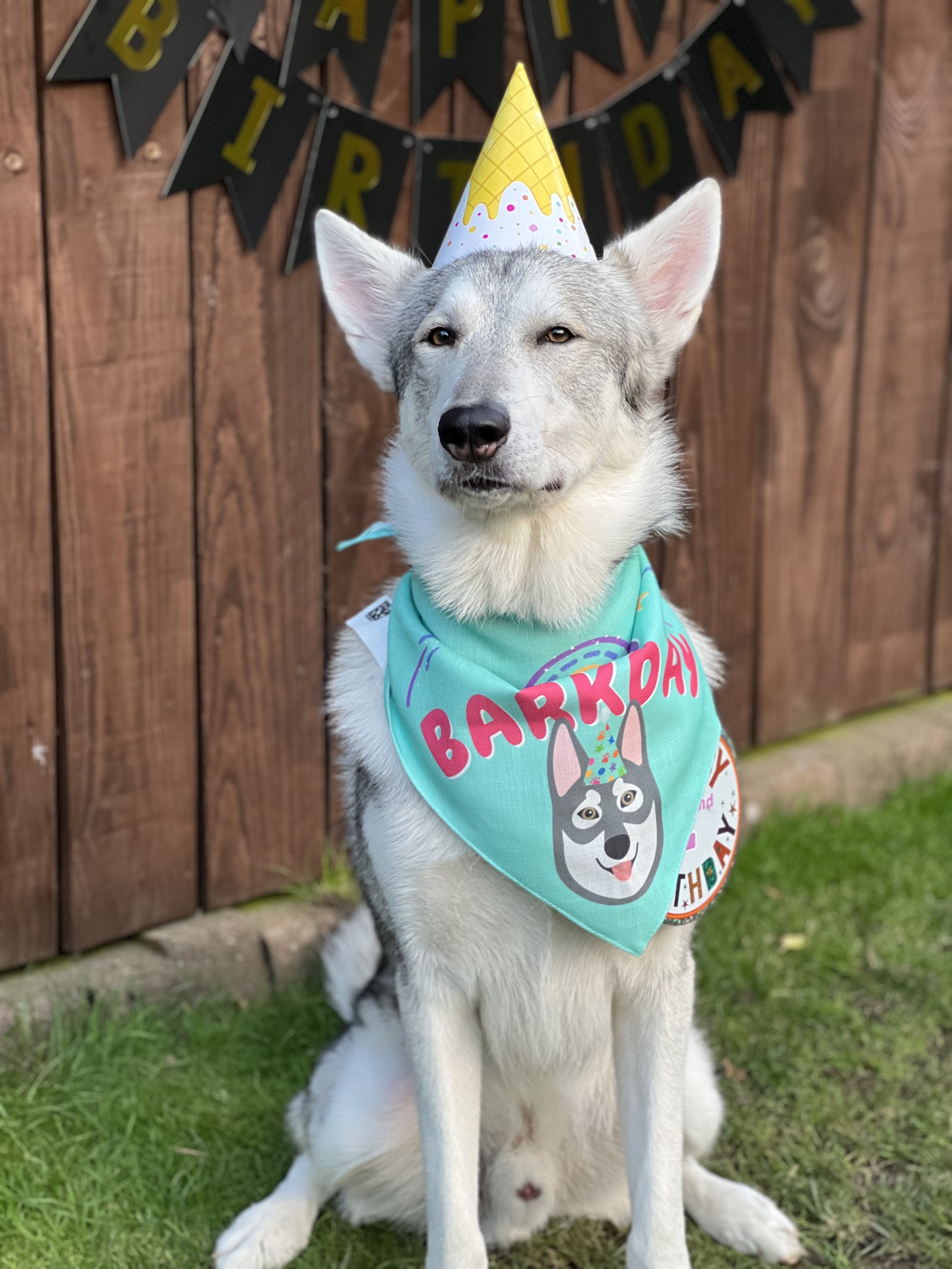 Customer photo of It's My Barkday: Personalized Cockapoo Bandana