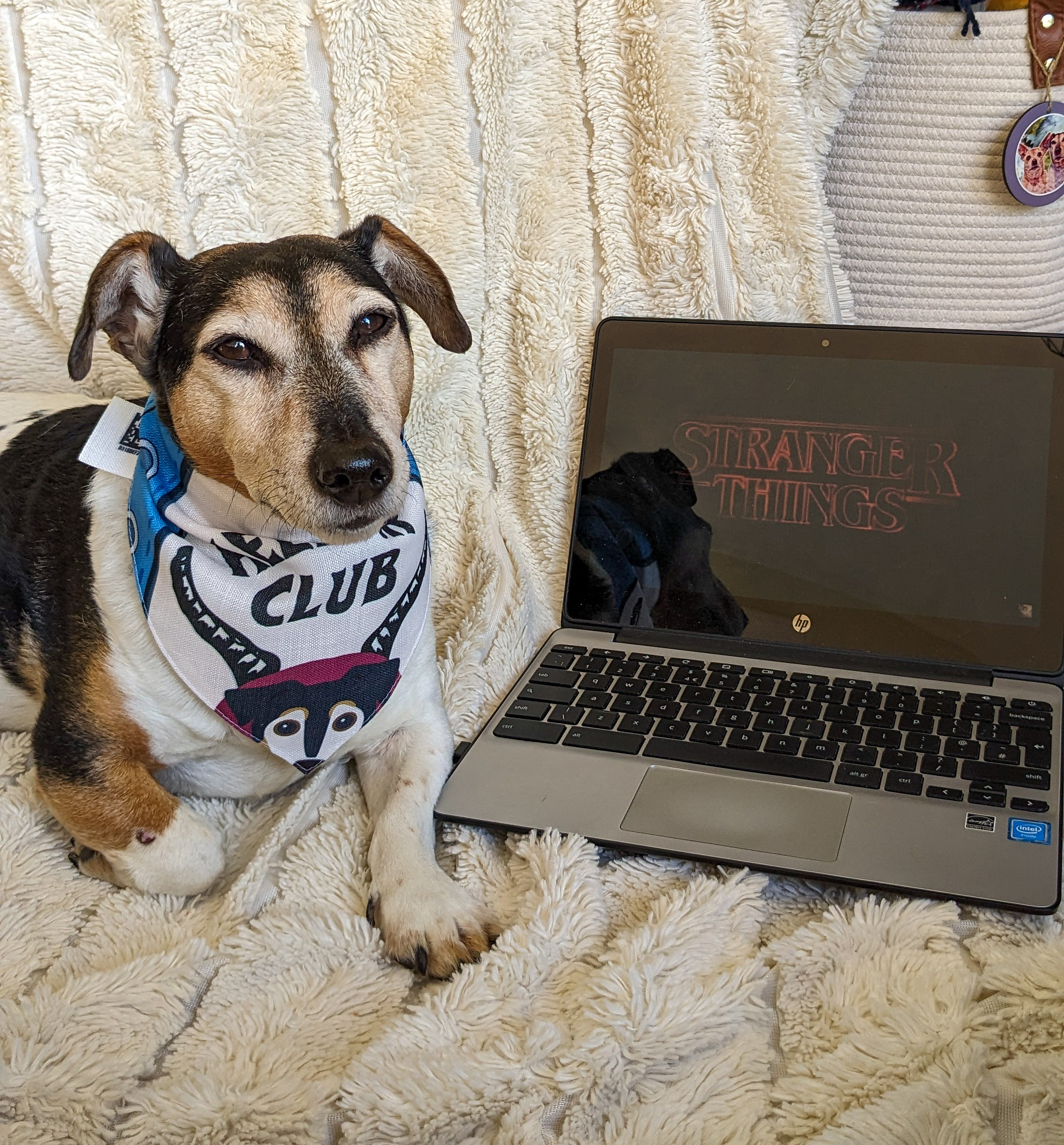 Customer photo of Hellfur Club: Personalized Lhasapoo Bandana