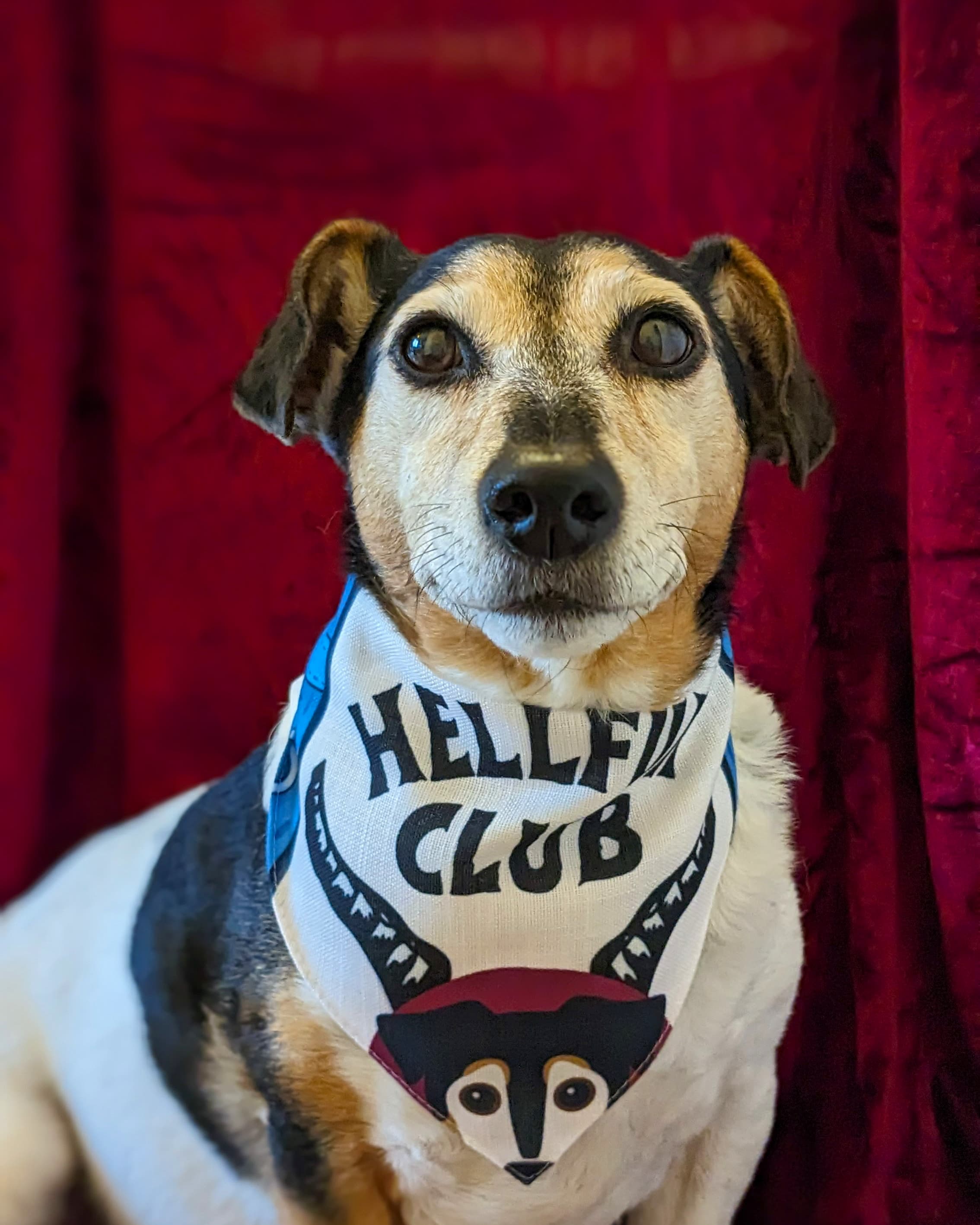 Customer photo of Hellfur Club: Personalized Lhasapoo Bandana