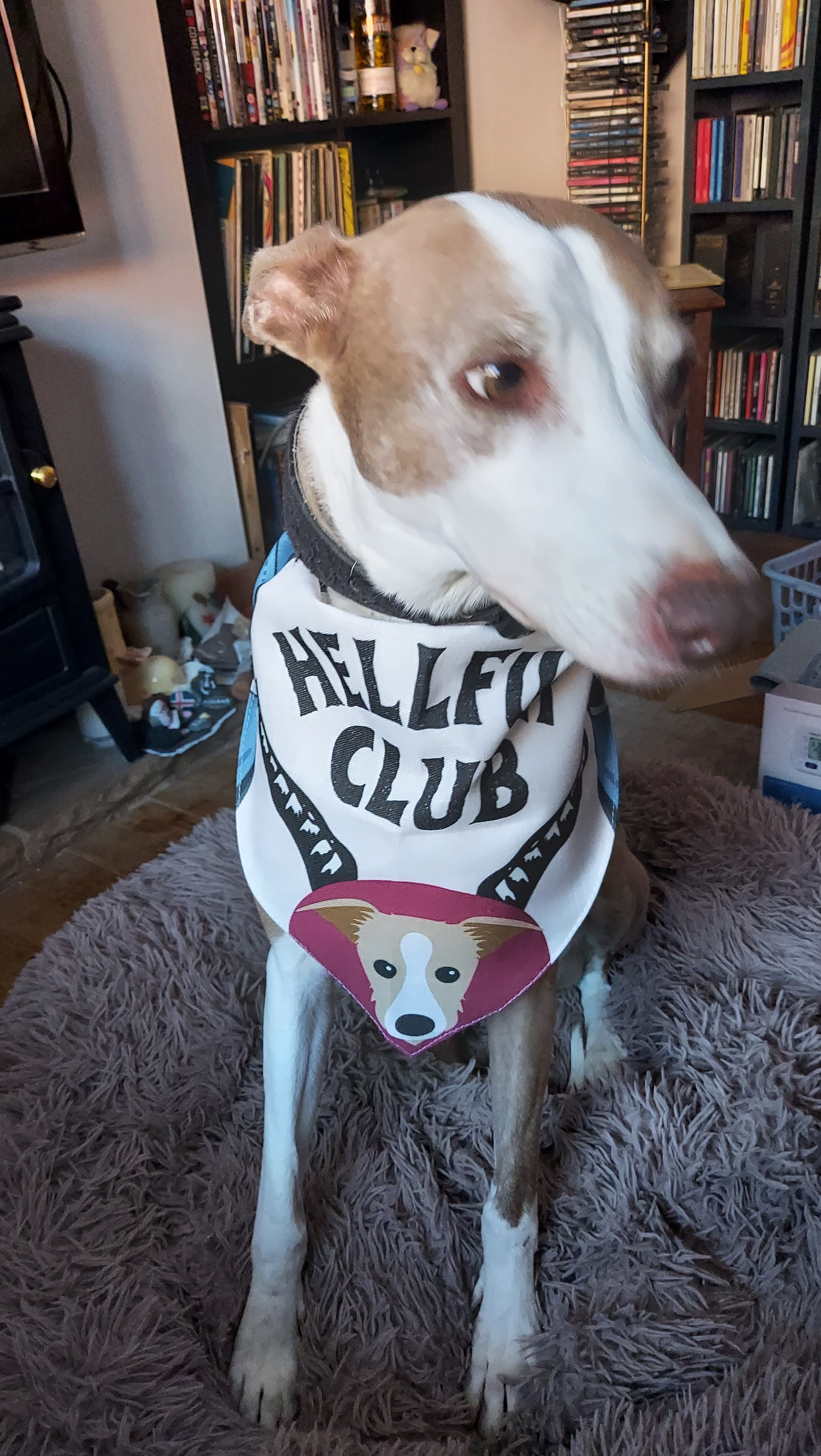 Customer photo of Hellfur Club: Personalized Lhasapoo Bandana
