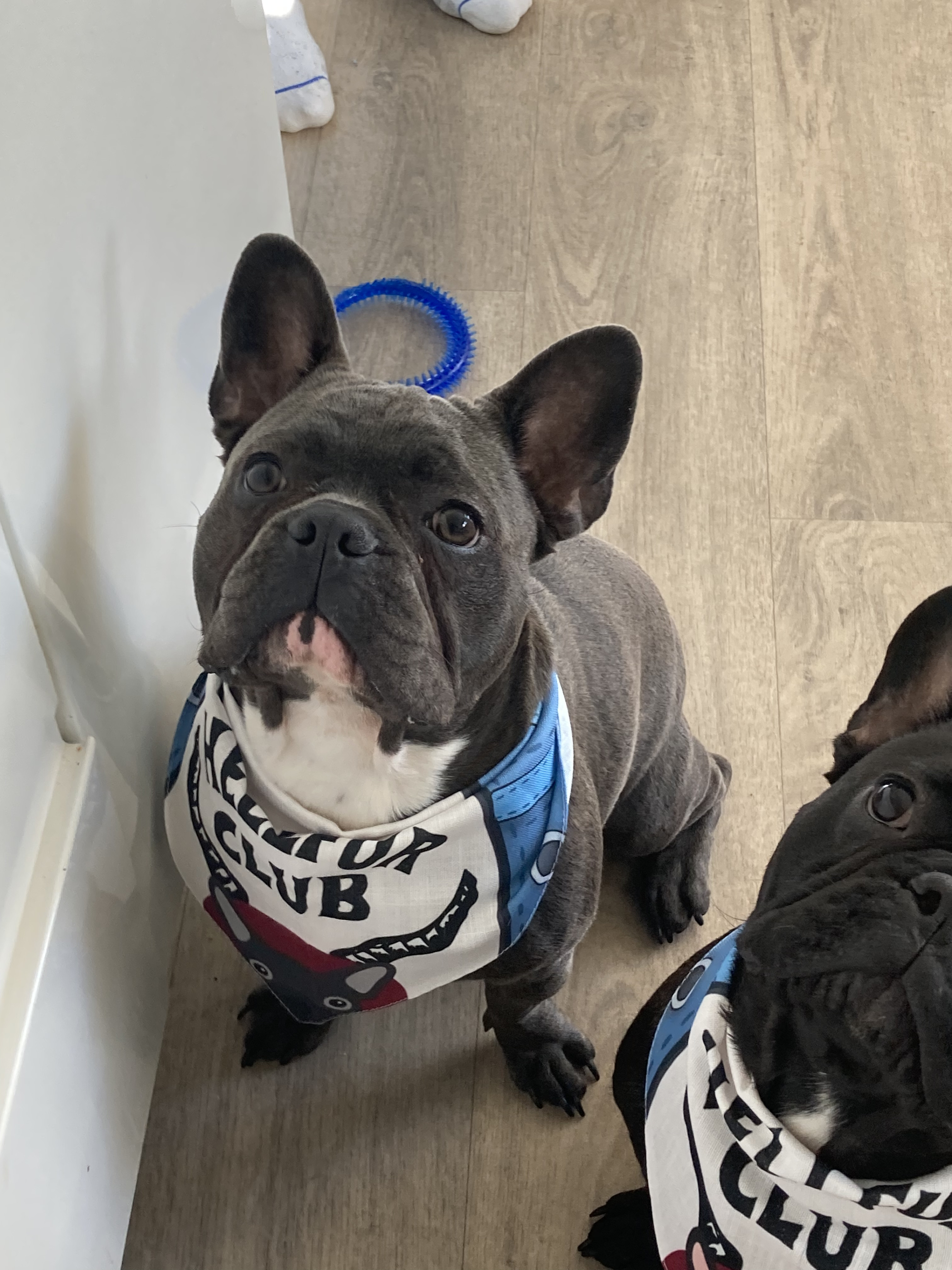 Customer photo of Hellfur Club: Personalized Lhasapoo Bandana