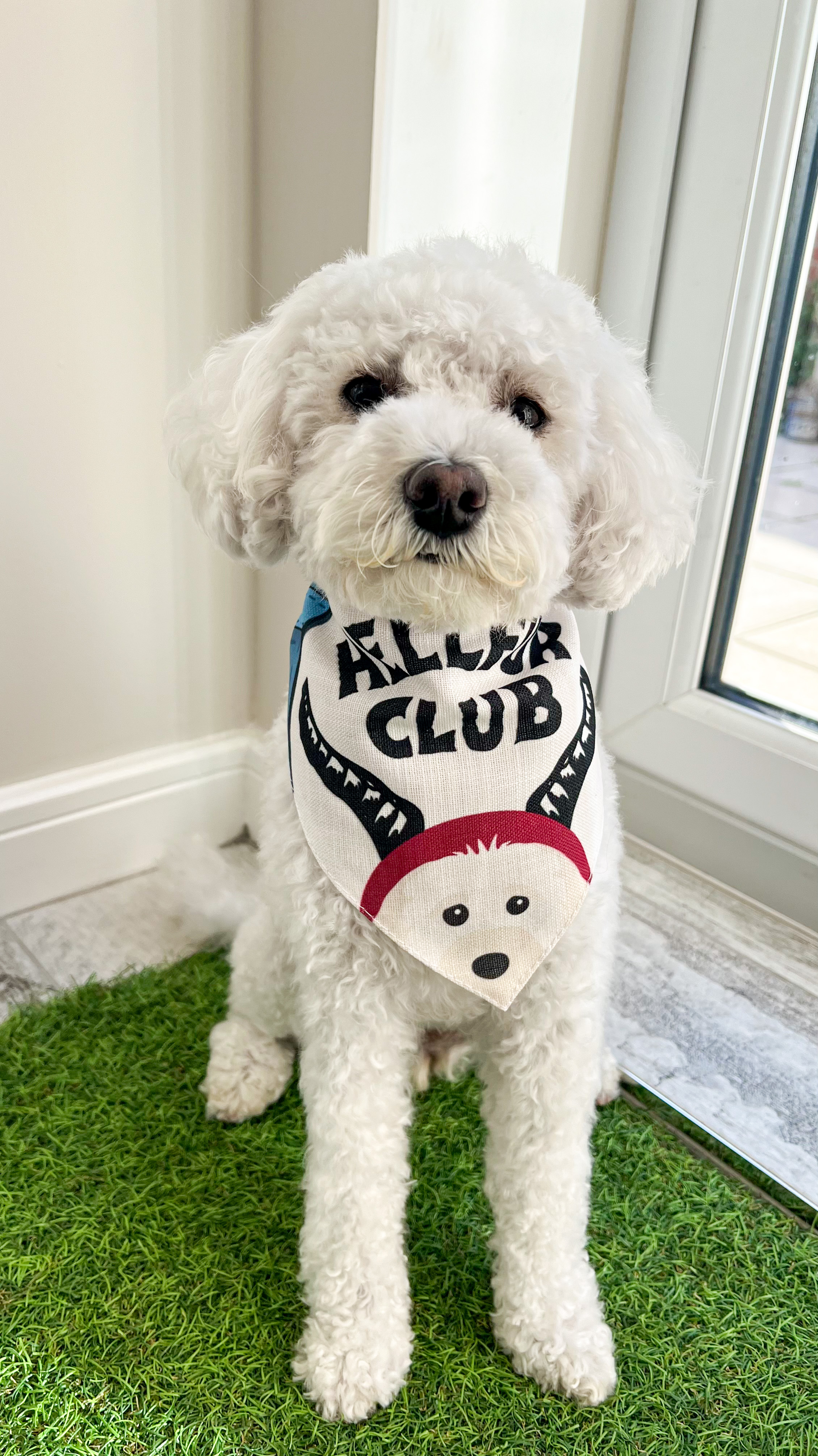 Customer photo of Hellfur Club: Personalized Lhasapoo Bandana