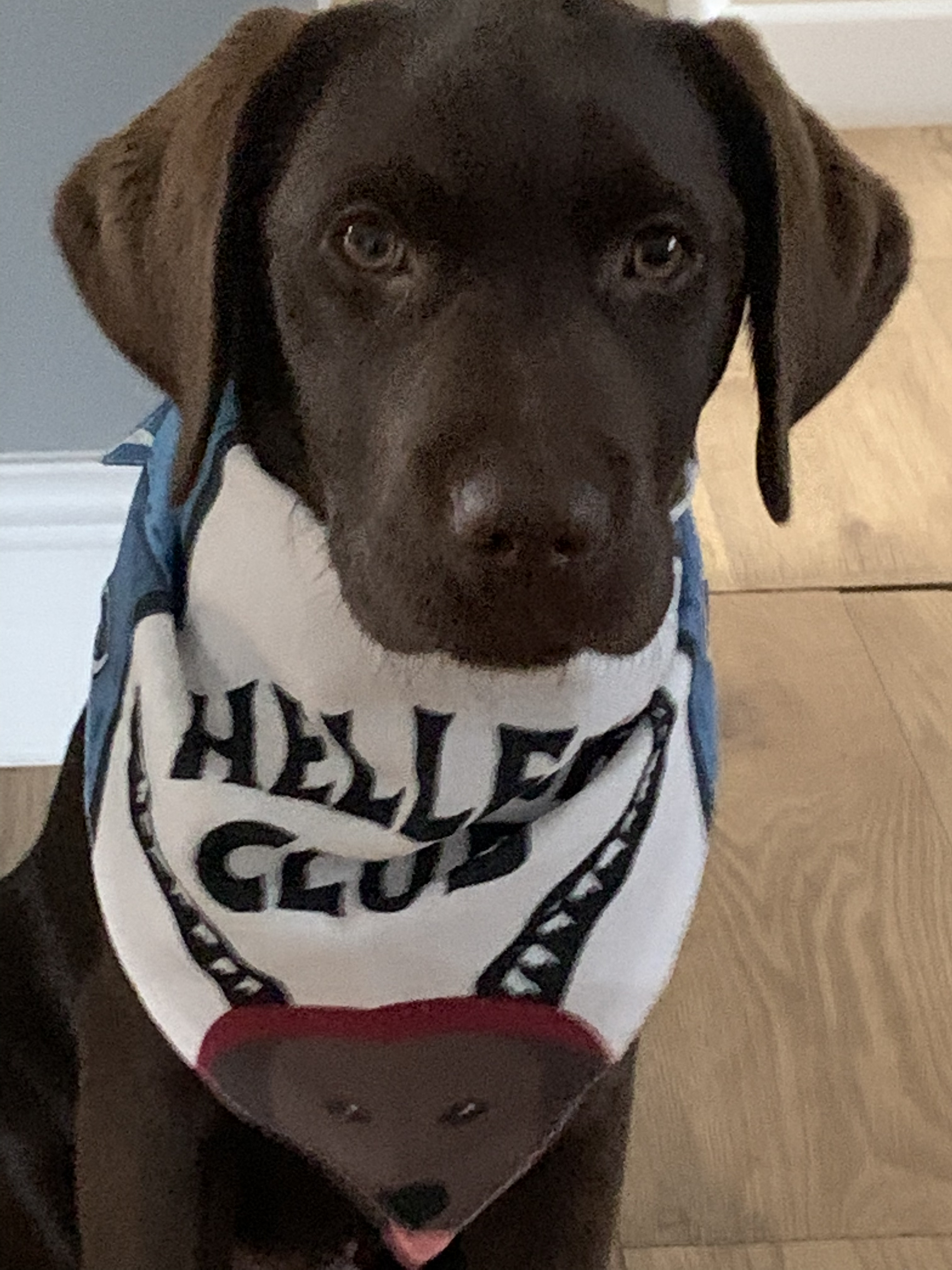 Customer photo of Hellfur Club: Personalized Lhasapoo Bandana