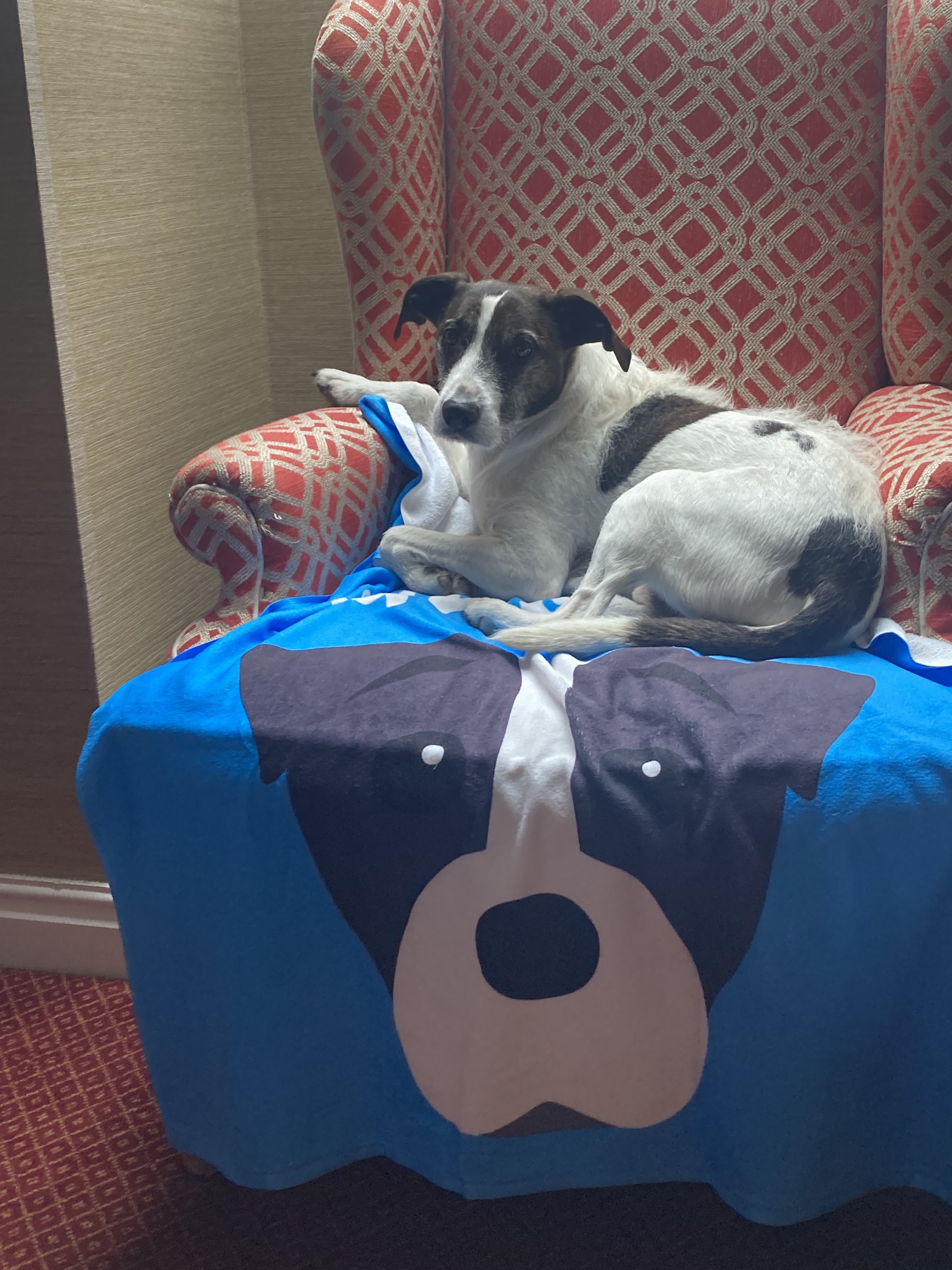 Customer photo of Sunshine: Personalised Dog Towel