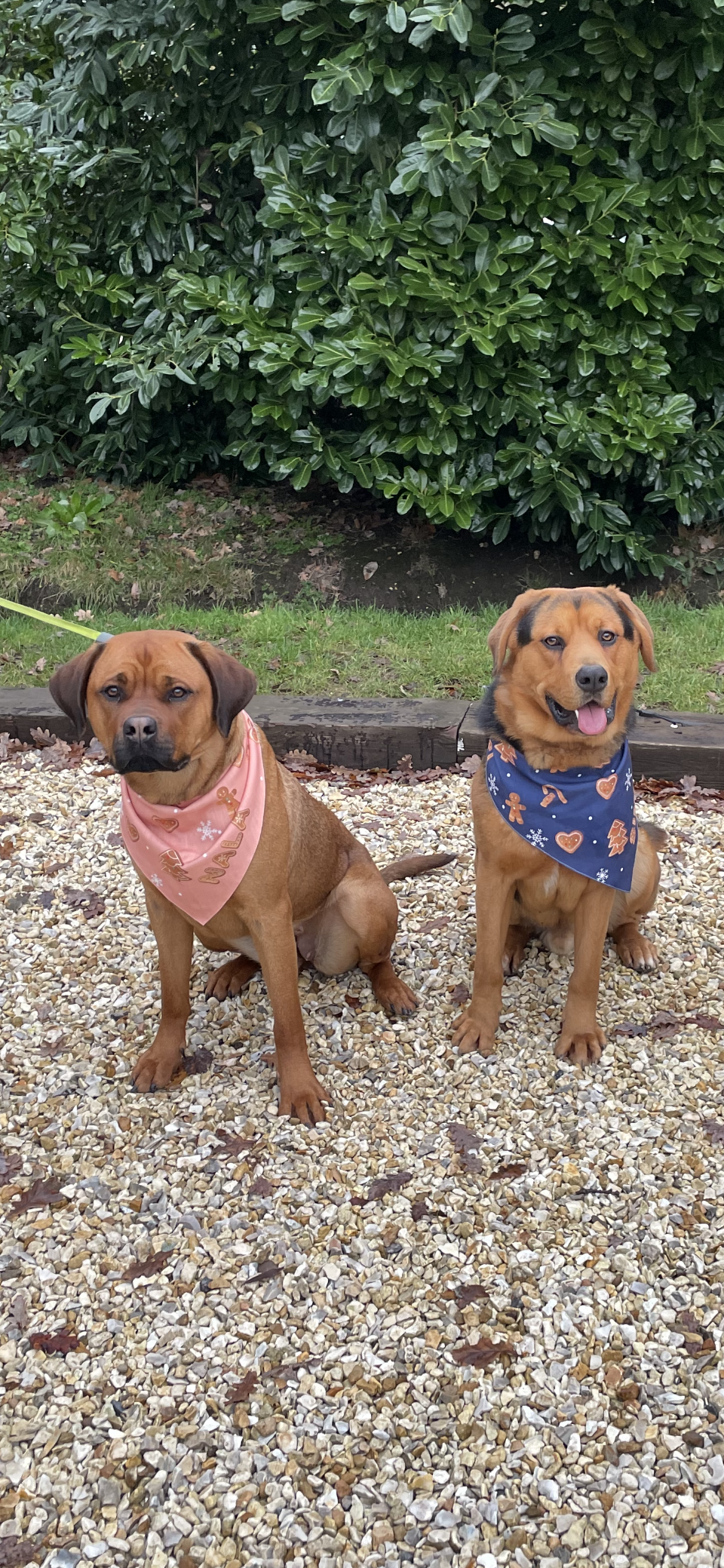 Customer photo of Cute As Cookies: Personalised Dog Bandana