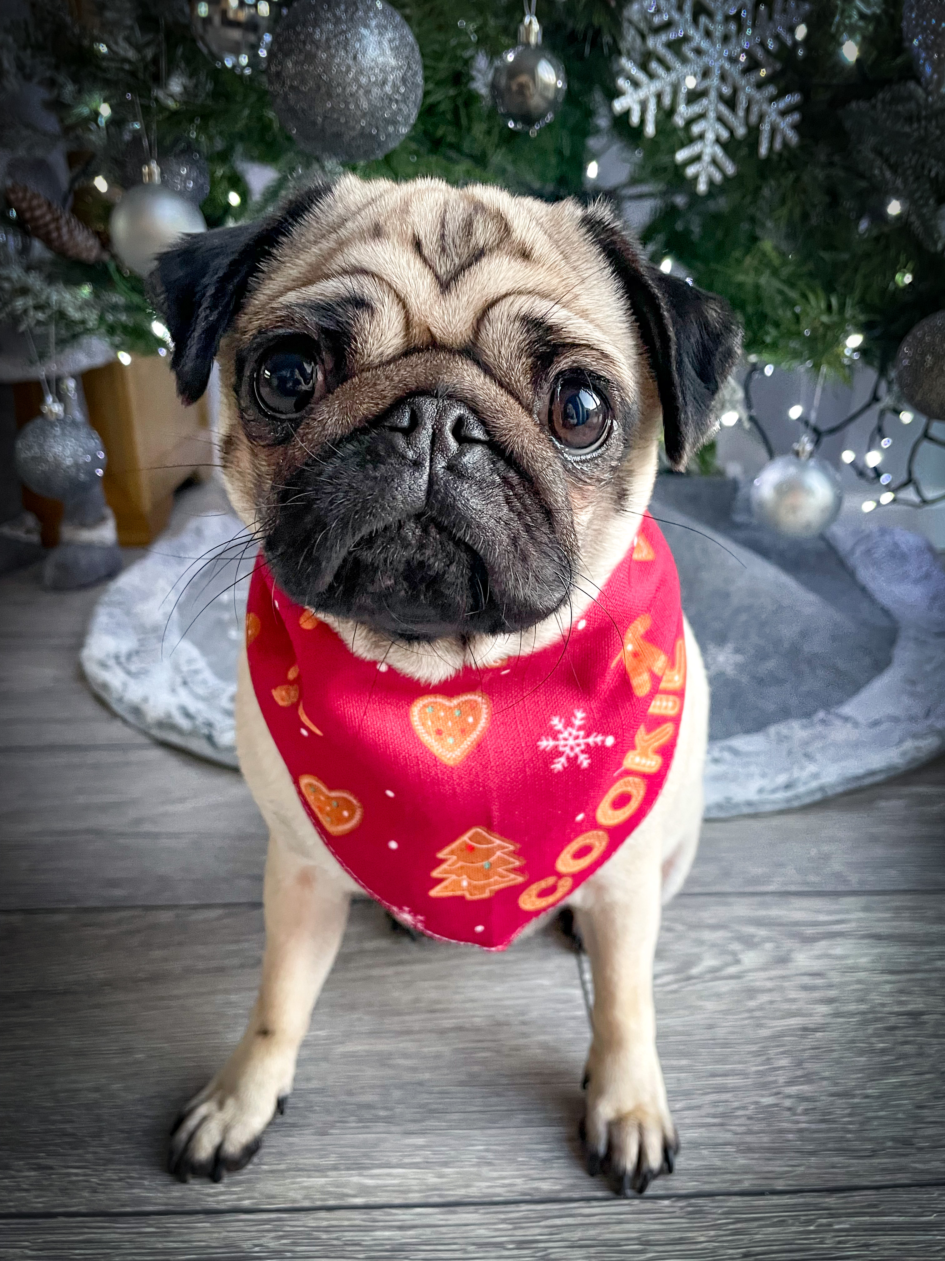 Customer photo of Cute As Cookies: Personalised Dog Bandana