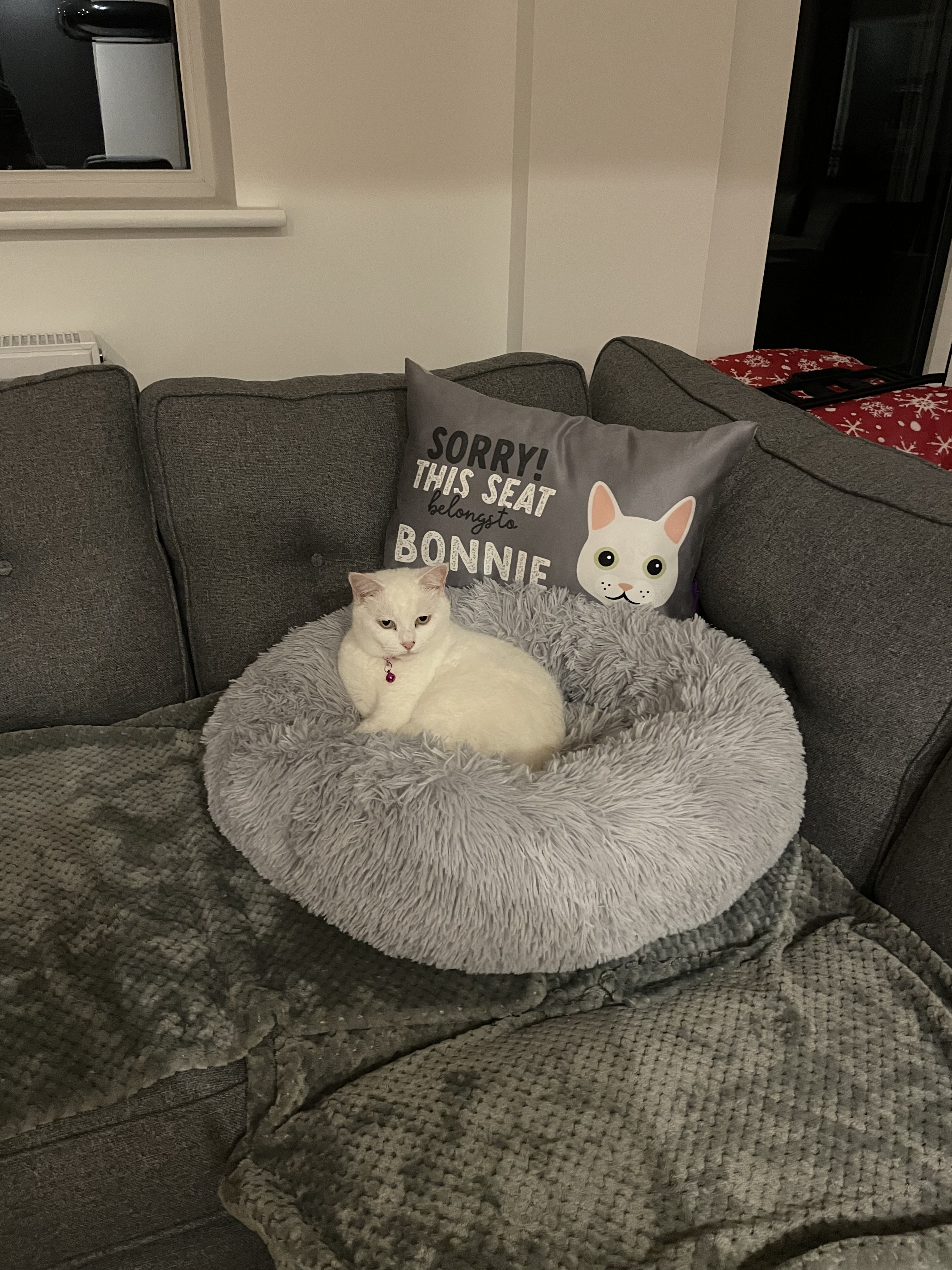 Customer photo of Sorry This Seat Belongs To: Personalised Devon Rex Soft Touch Cushion
