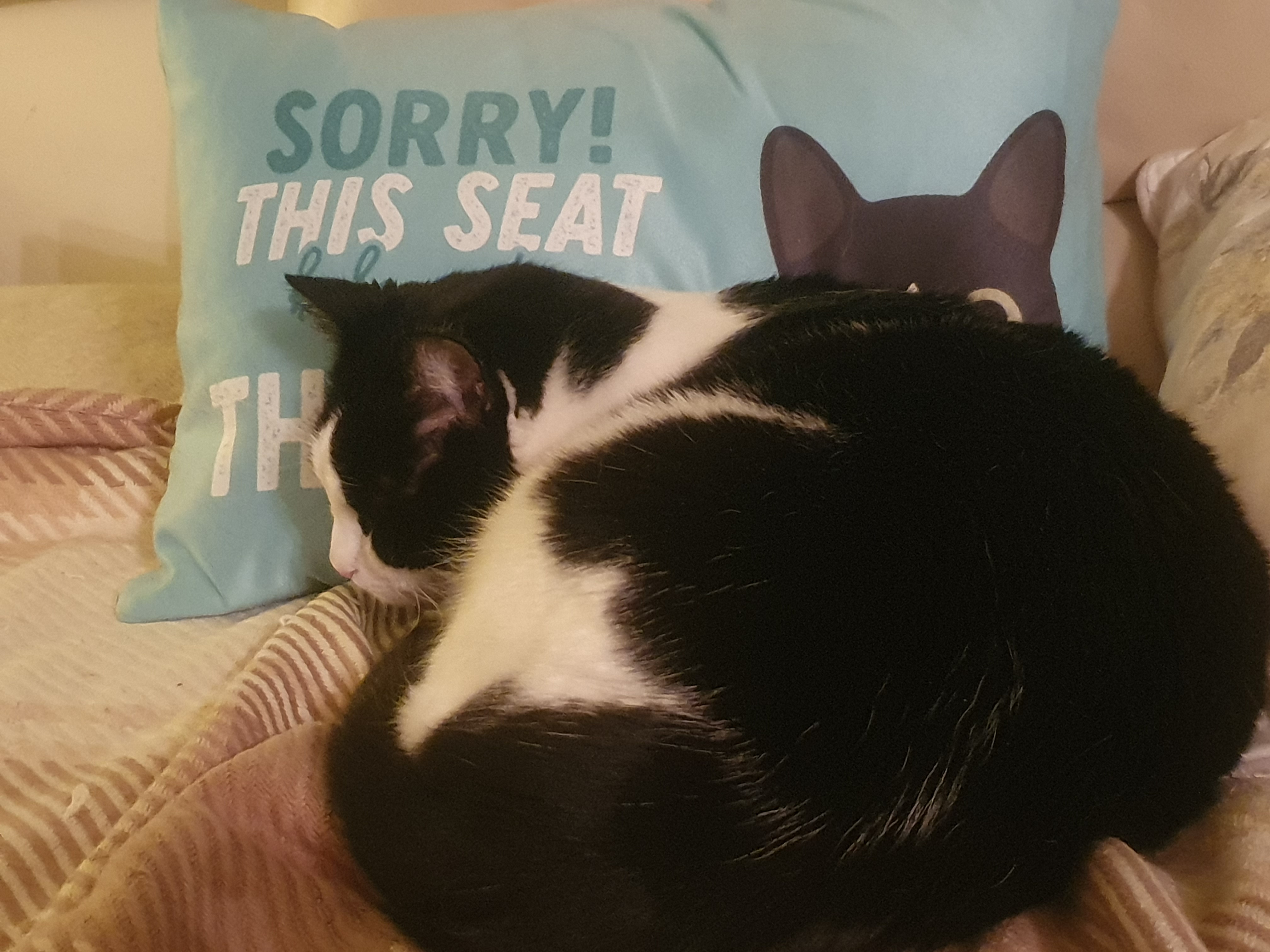 Customer photo of Sorry This Seat Belongs To: Personalised Devon Rex Soft Touch Cushion