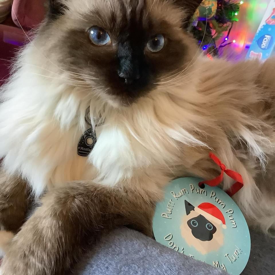 Customer photo of Purrr Rum Pum Pum Pum: Personalised Cat Christmas Decoration