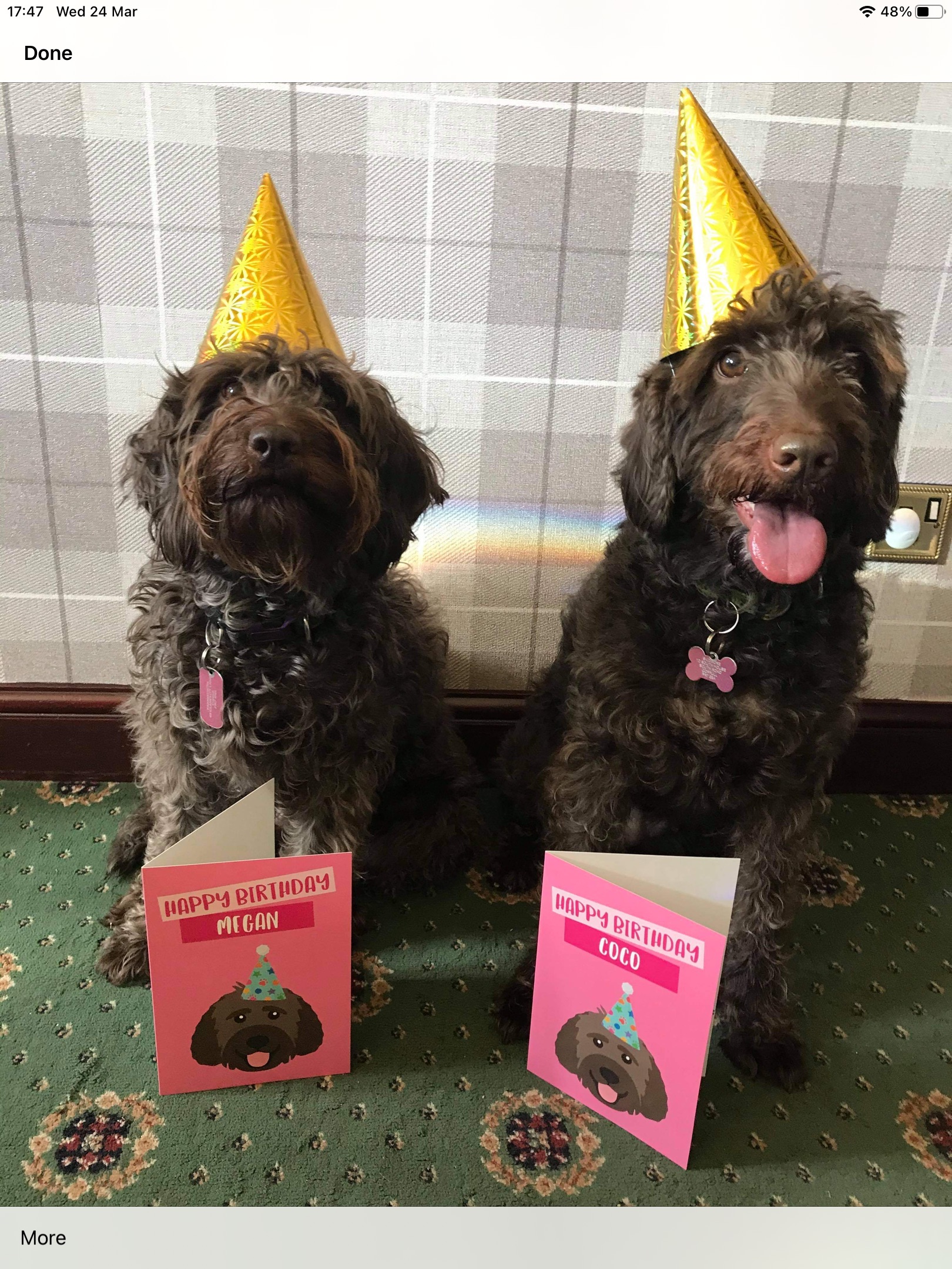 Customer photo of 'Happy Birthday to Labradoodle' - Personalized Labradoodle Card