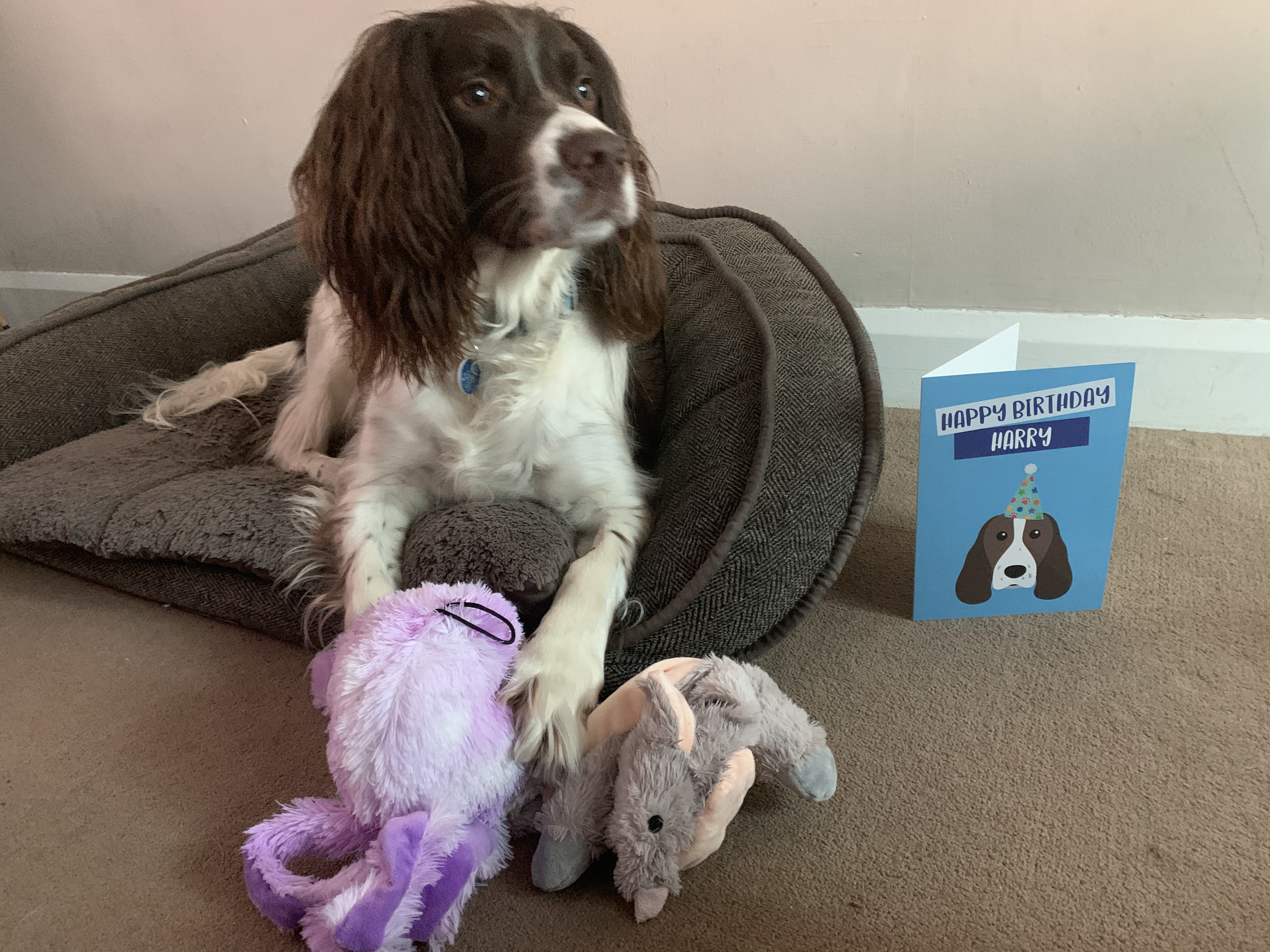 Customer photo of 'Happy Birthday to Labradoodle' - Personalized Labradoodle Card