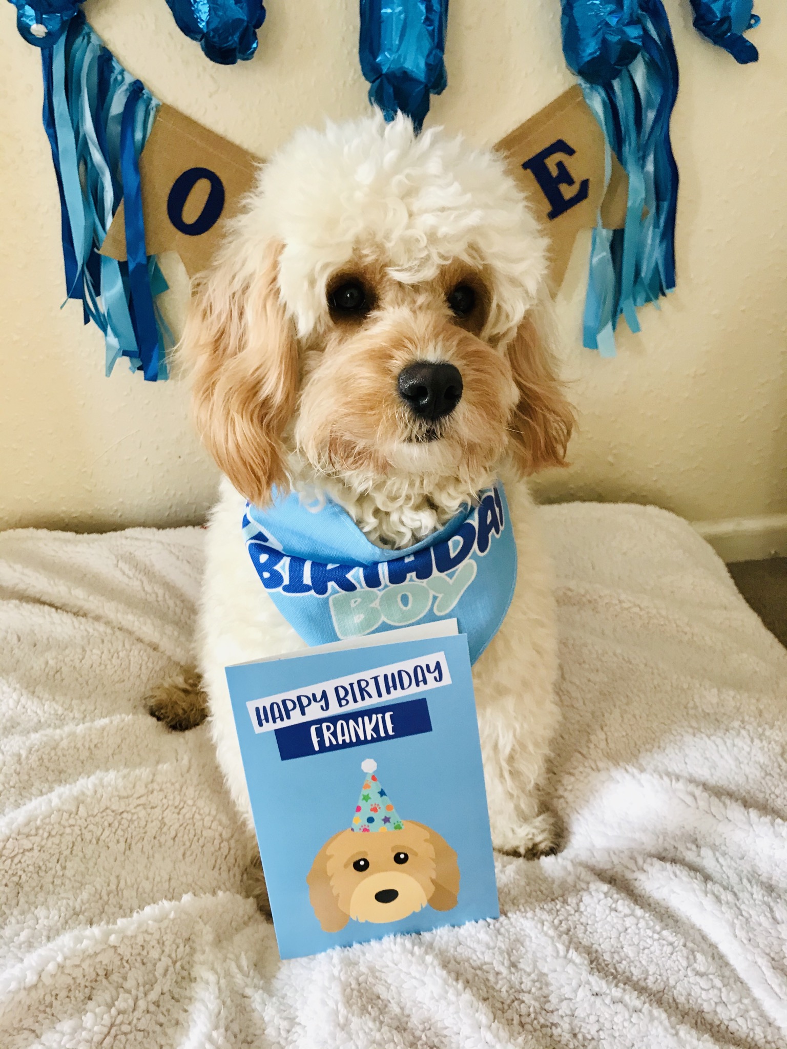 Customer photo of 'Happy Birthday to Labradoodle' - Personalized Labradoodle Card