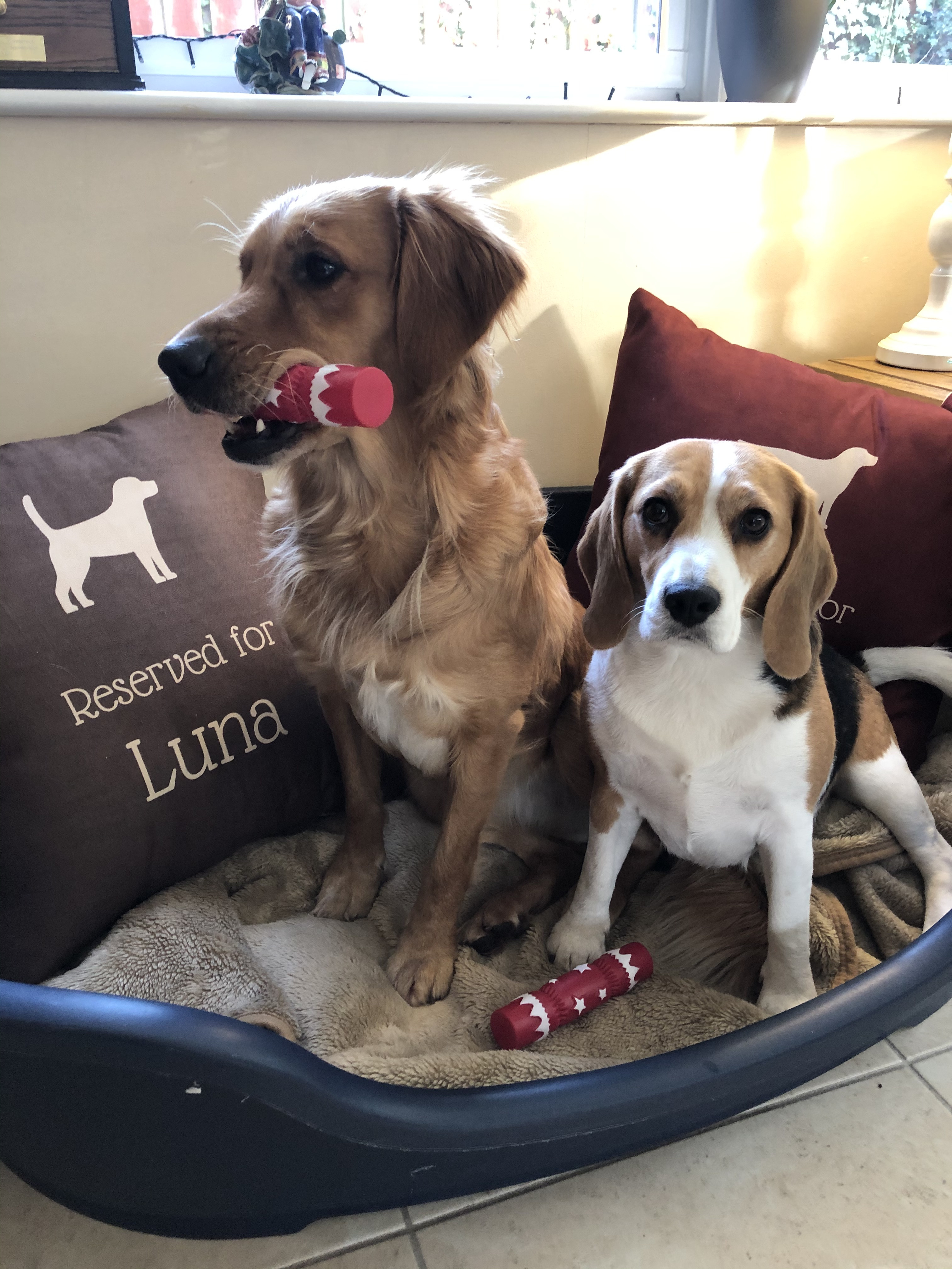 Customer photo of Reserved for Dog: Personalized Dog Soft Touch Pillow