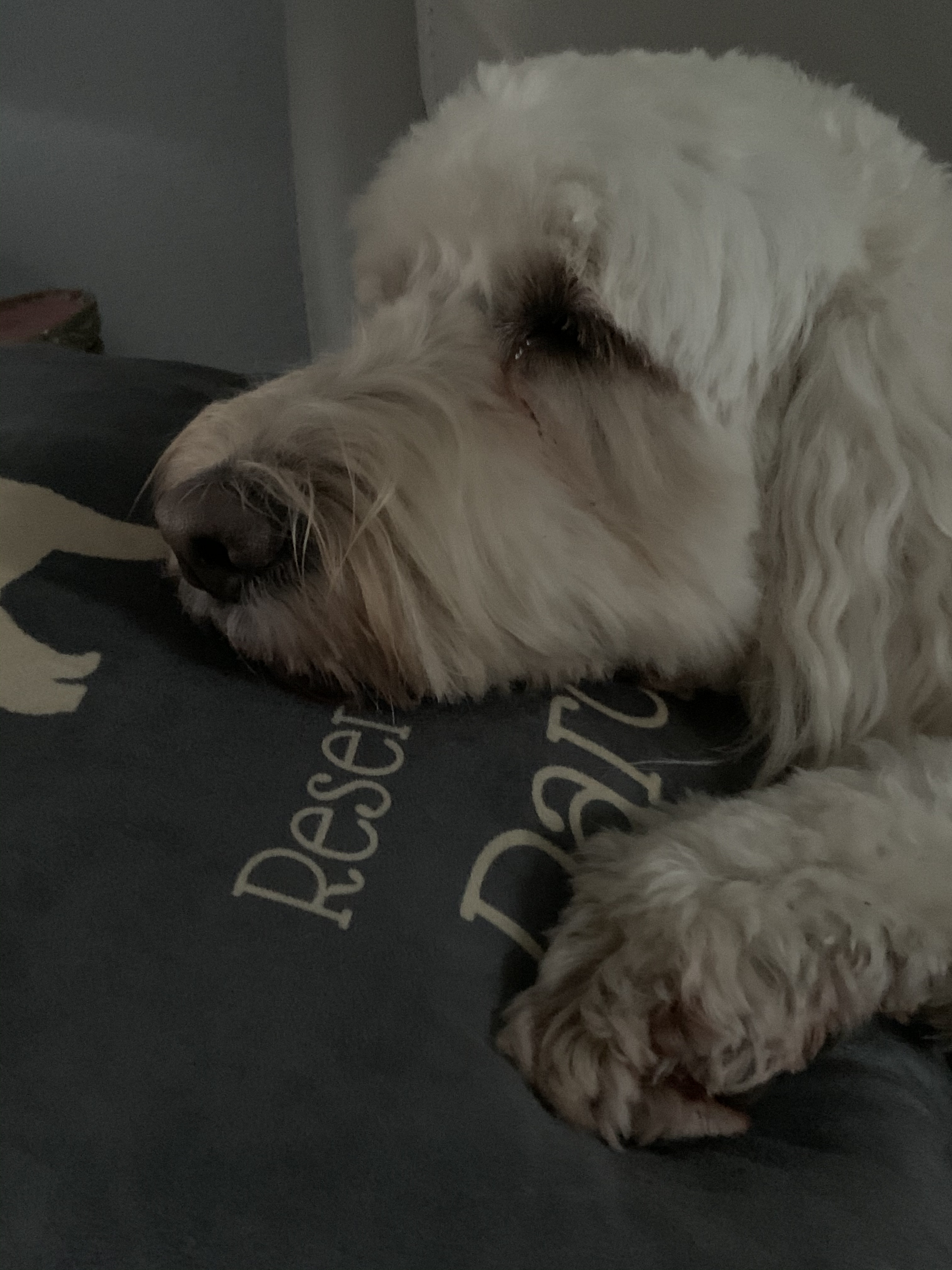 Customer photo of Reserved for Dog: Personalized Dog Soft Touch Pillow