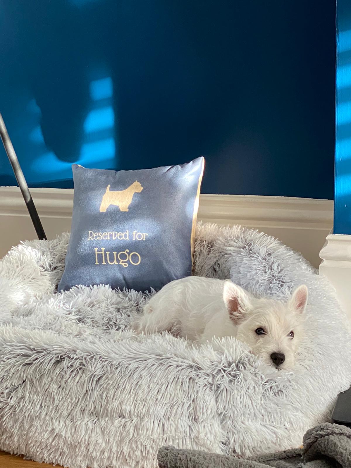 Customer photo of Reserved for Dog: Personalized Dog Soft Touch Pillow