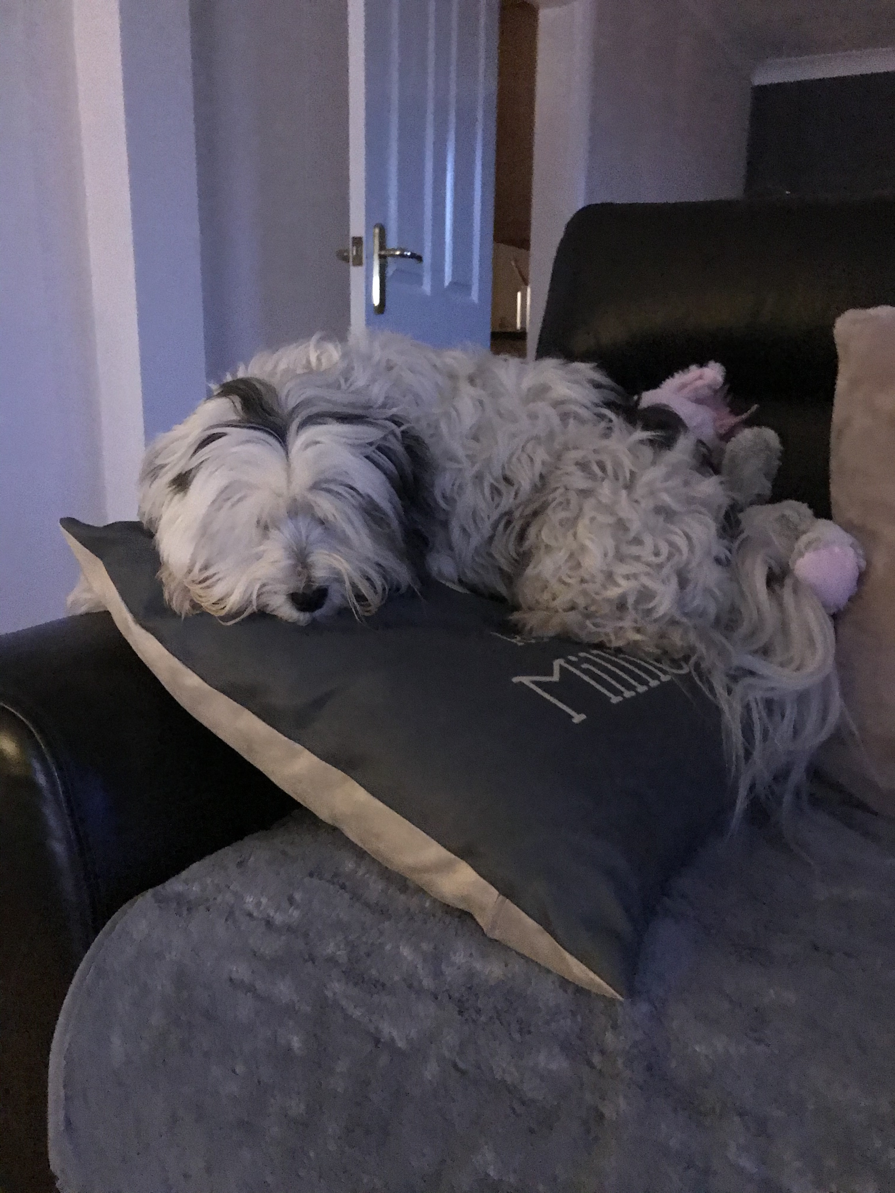 Customer photo of Reserved for Dog: Personalized Dog Soft Touch Pillow