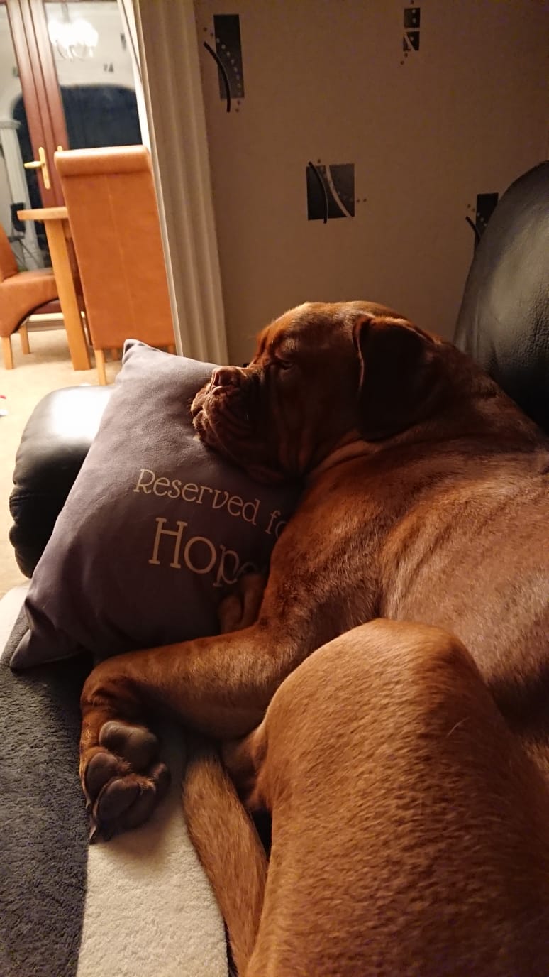 Customer photo of Reserved for Dog: Personalized Dog Soft Touch Pillow