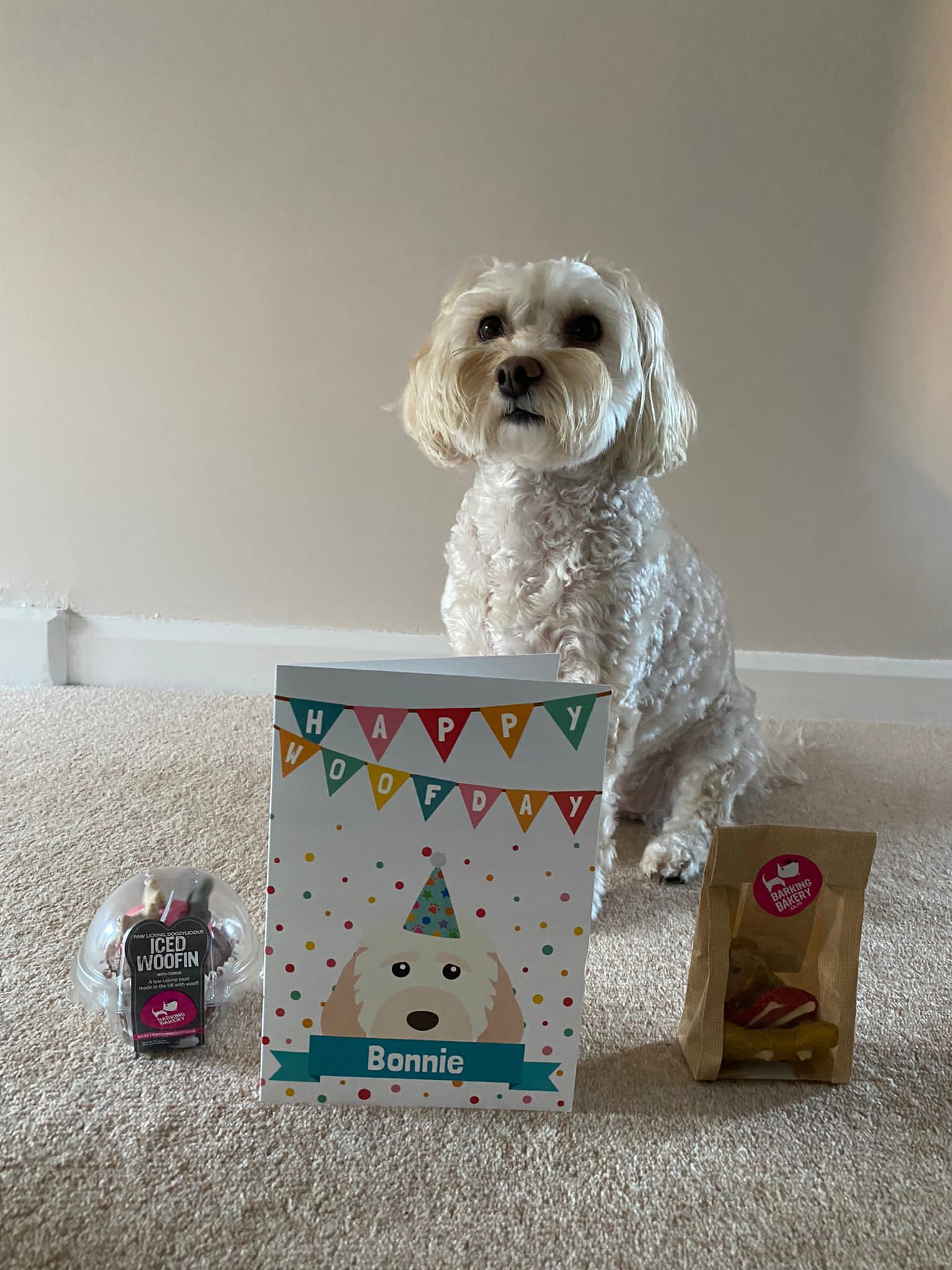 Customer photo of 'Happy Woofday' - Personalized Cockapoo Birthday Card