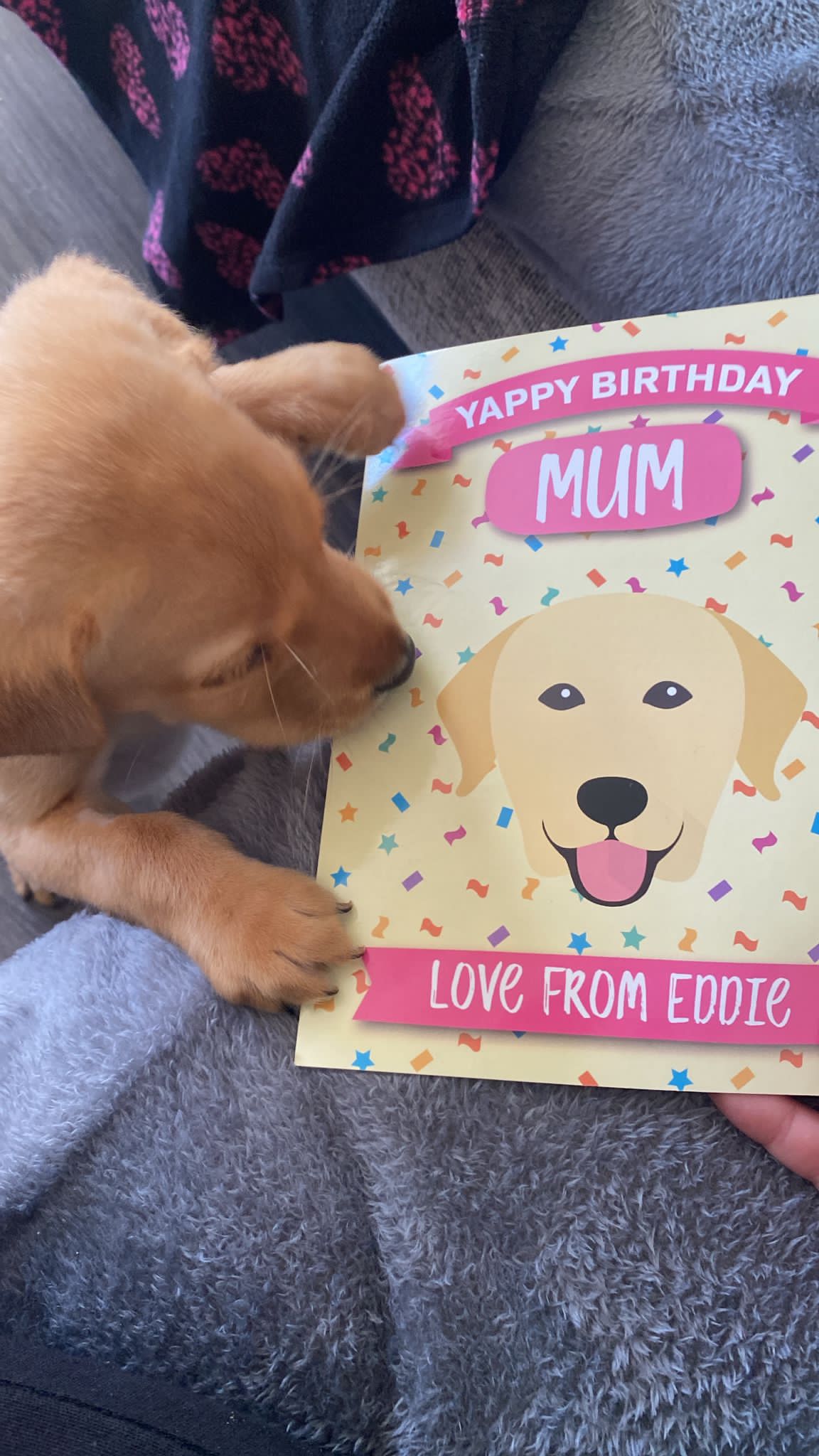 Customer photo of 'Yappy Birthday Mum' - Personalised Hungarian Vizsla Birthday Card