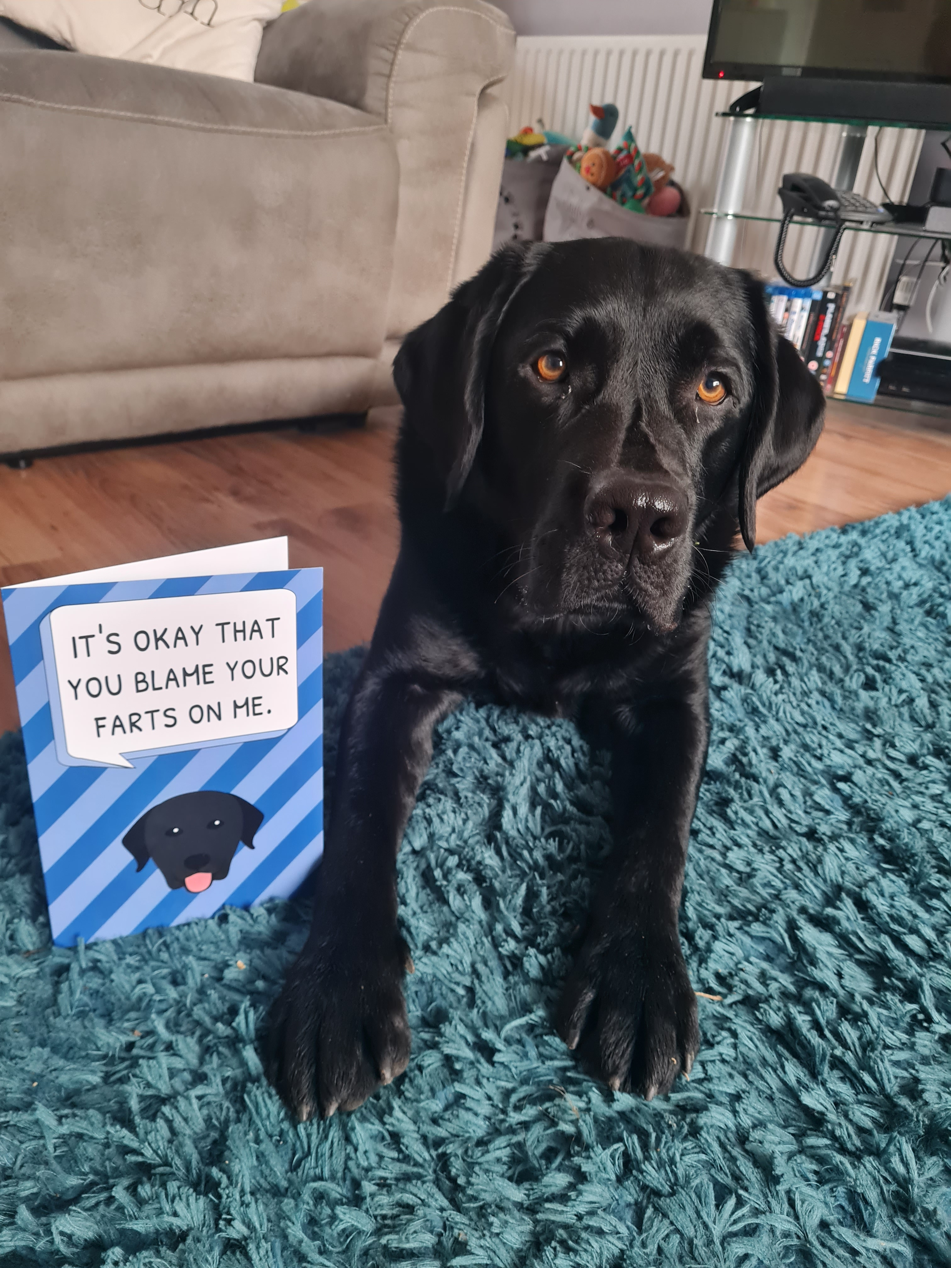 Customer photo of 'Blame Your Farts on Me' - Personalised Hungarian Vizsla Card