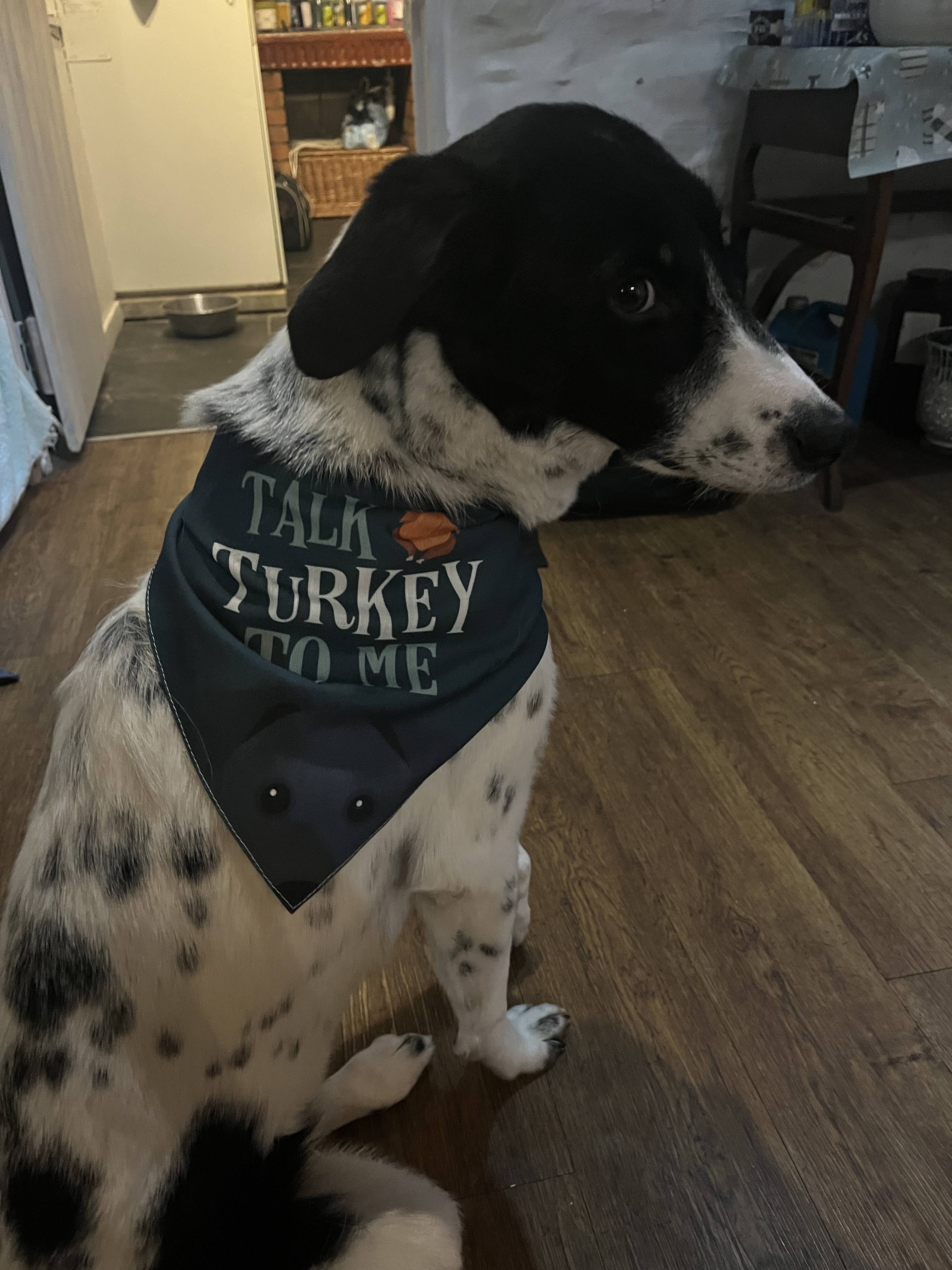 Customer photo of Talk Turkey To Me: Personalised Dog Bandana