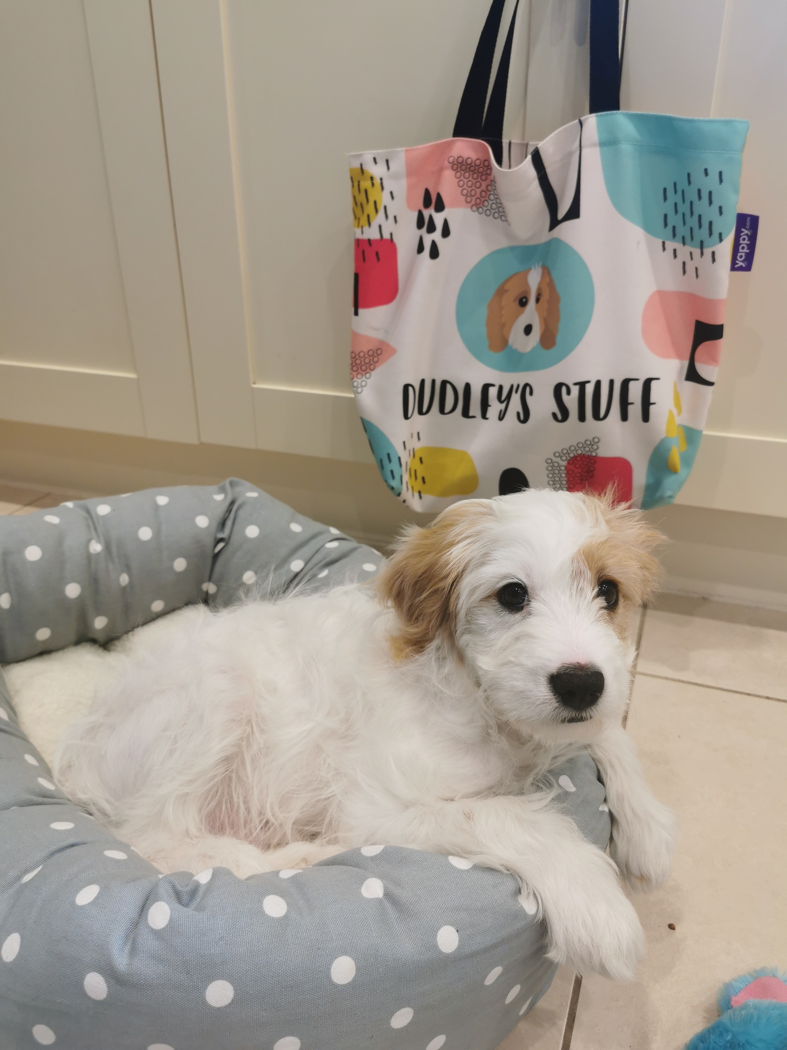 Customer photo of Personalized ‘Abstract’ Bag for Your Dog&rsquo;s Stuff