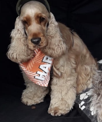 Customer photo of 'Check' - Personalized Peek-a-poo Bandana