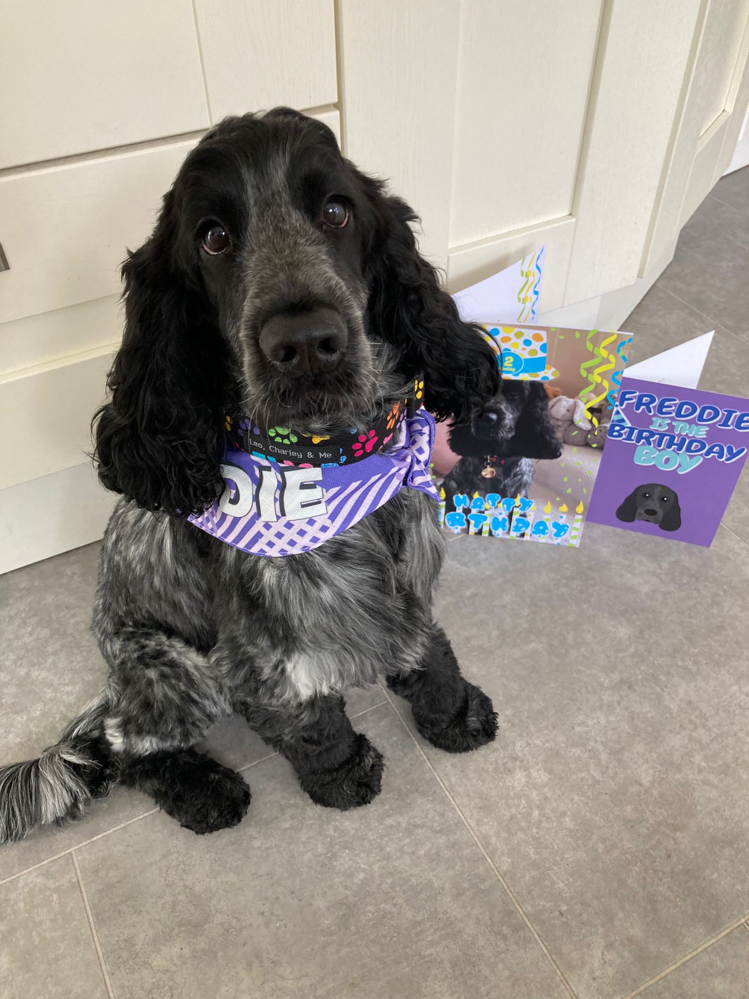 Customer photo of 'Check' - Personalized Peek-a-poo Bandana