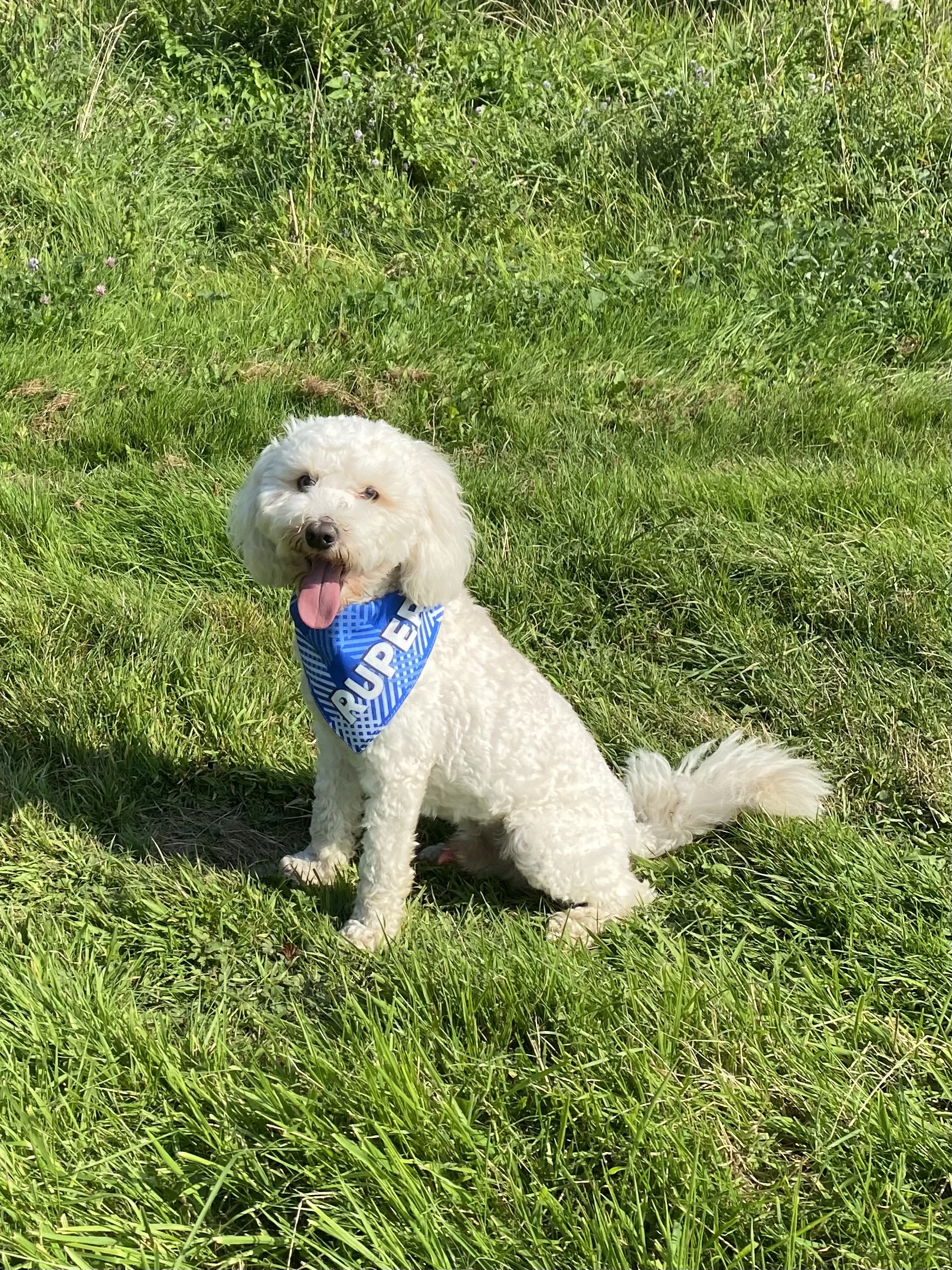Customer photo of 'Check' - Personalized Peek-a-poo Bandana
