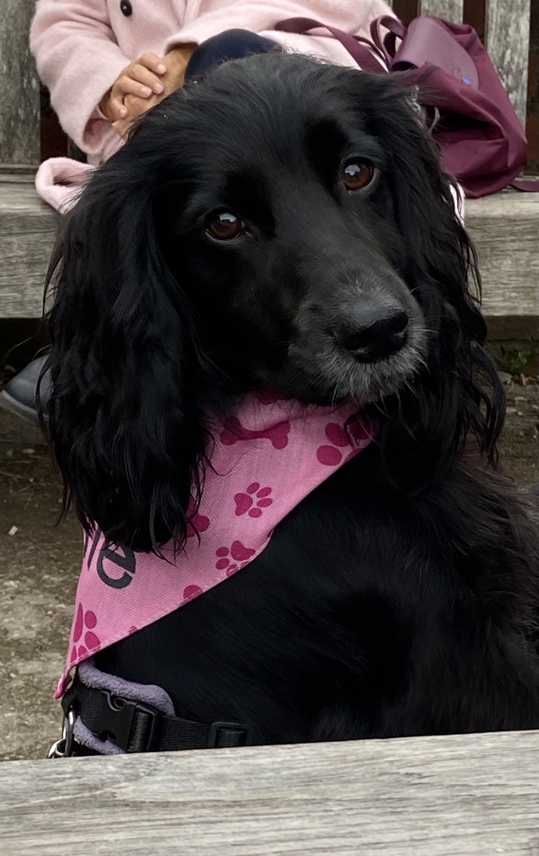 Customer photo of 'Bones and Pawprints' - Personalized Cockapoo Bandana
