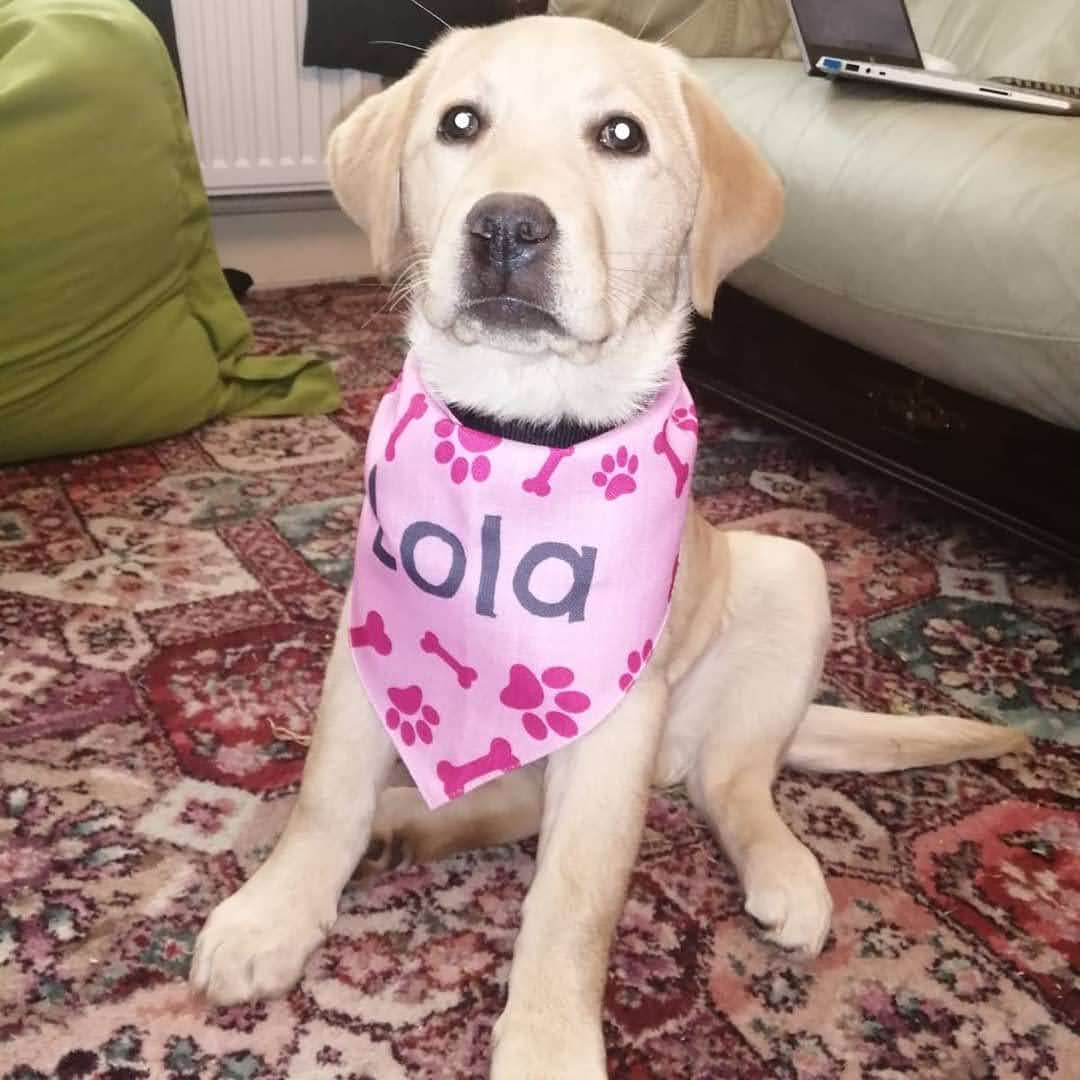 Customer photo of 'Bones and Pawprints' - Personalized Cockapoo Bandana